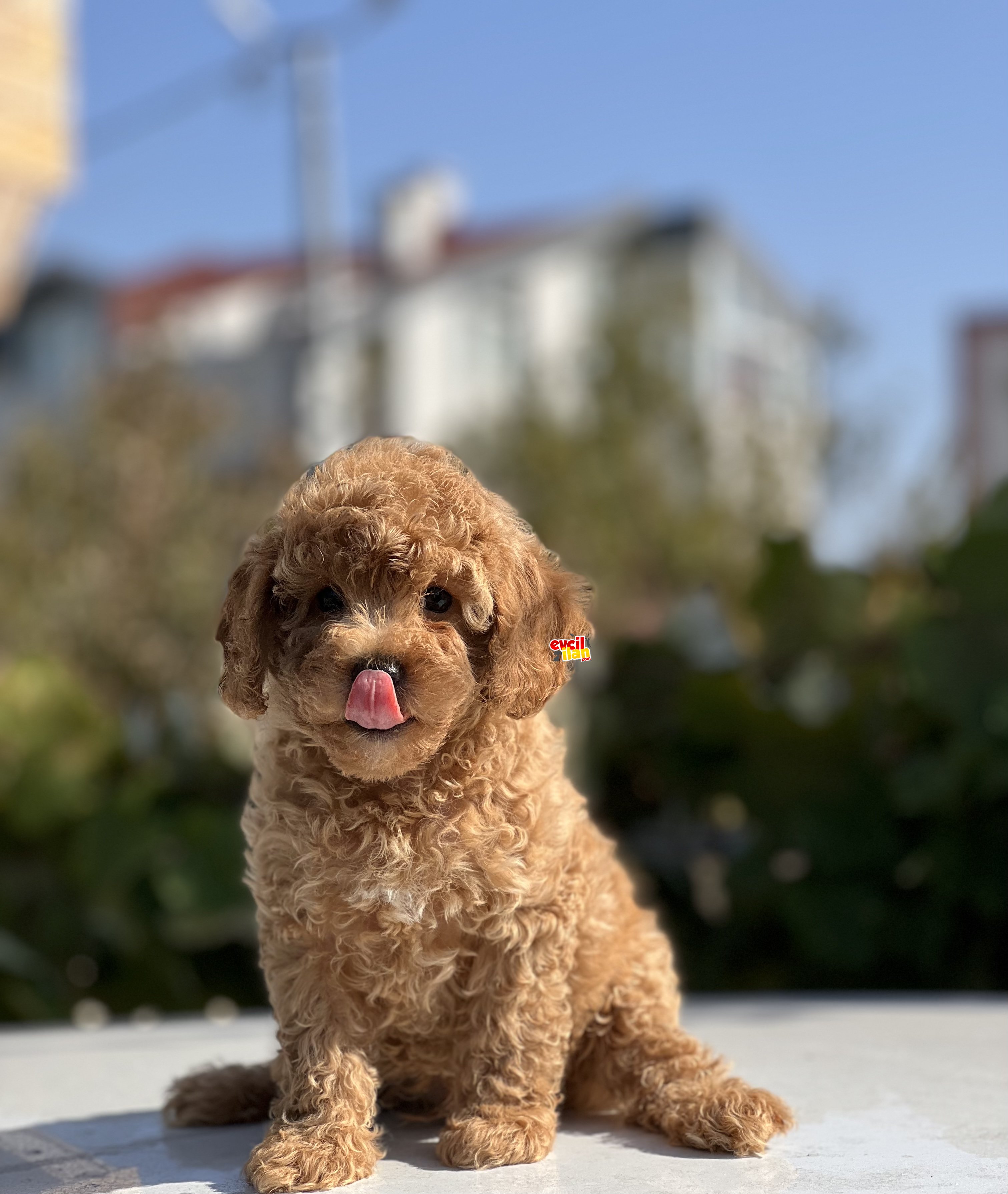 MİNİ TOY POODLE BEBEKLER