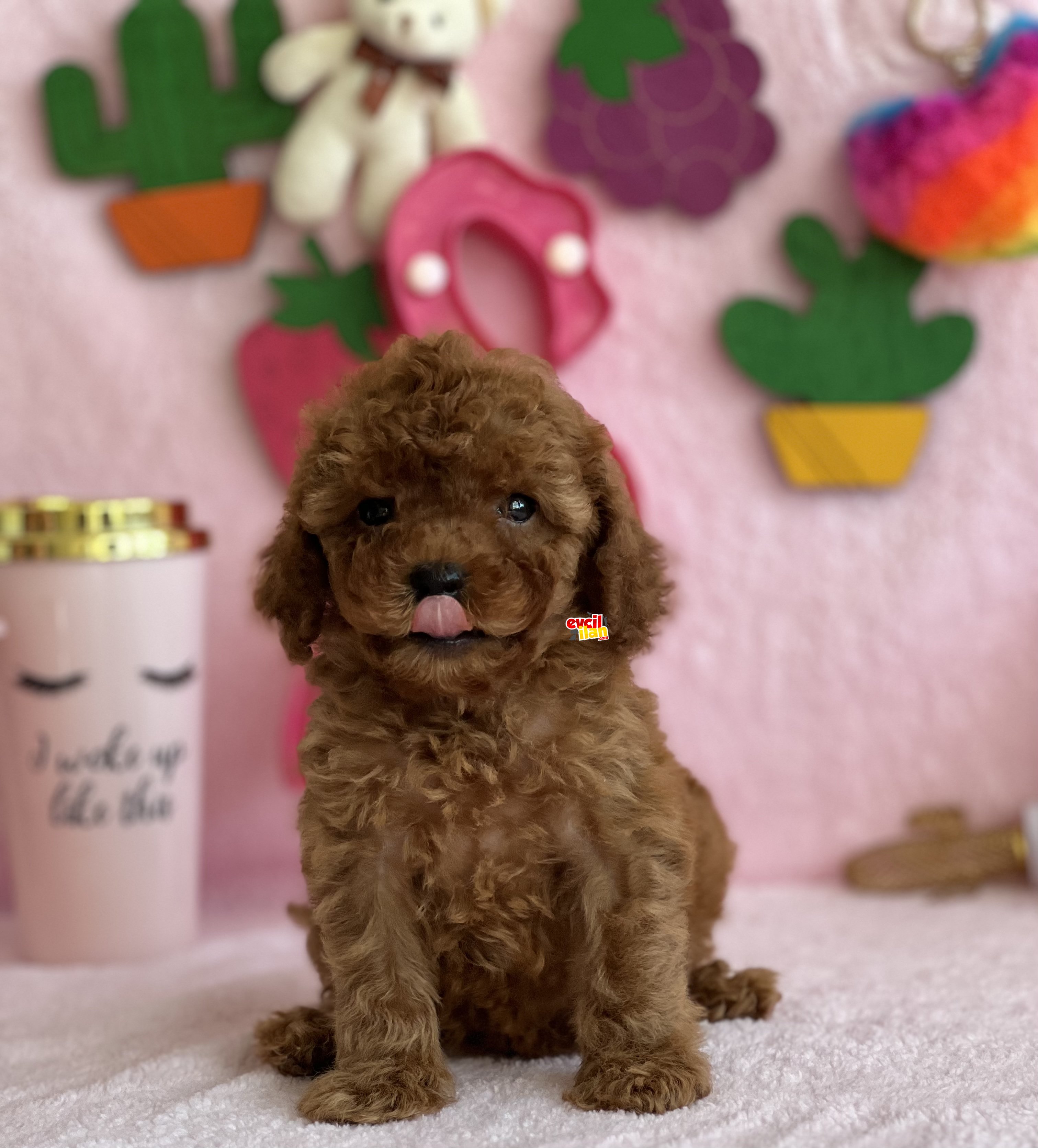 MİNİ TOY POODLE BEBEKLER