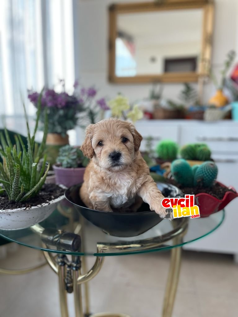 Mini Toy Poodle Kızıl ve Açık Renklerle Yeni Ailesini Bekliyor