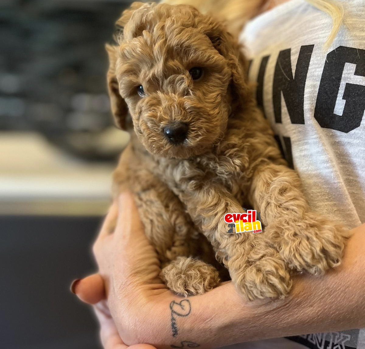 Mini toy poodle red eğitimli muhteşem 