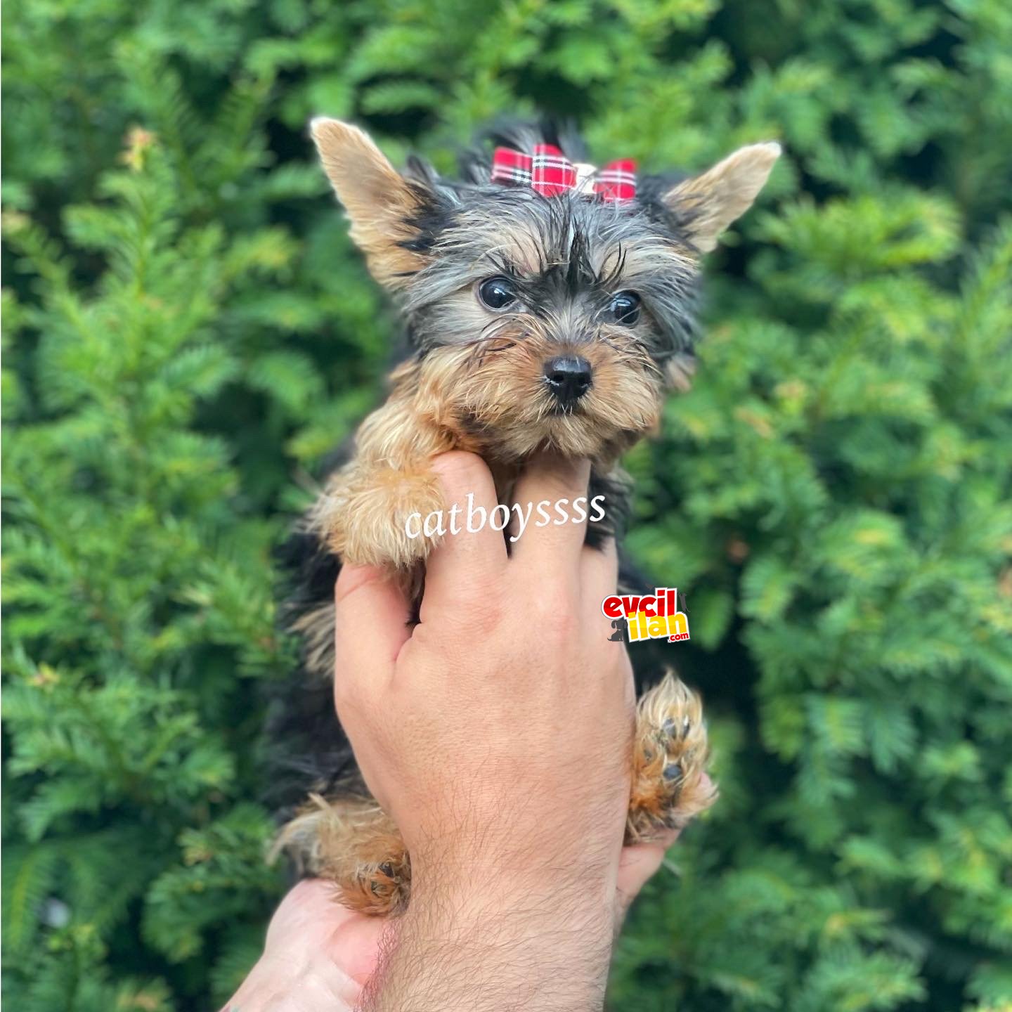 Mini yorkshire terrier dişi yavrumuz