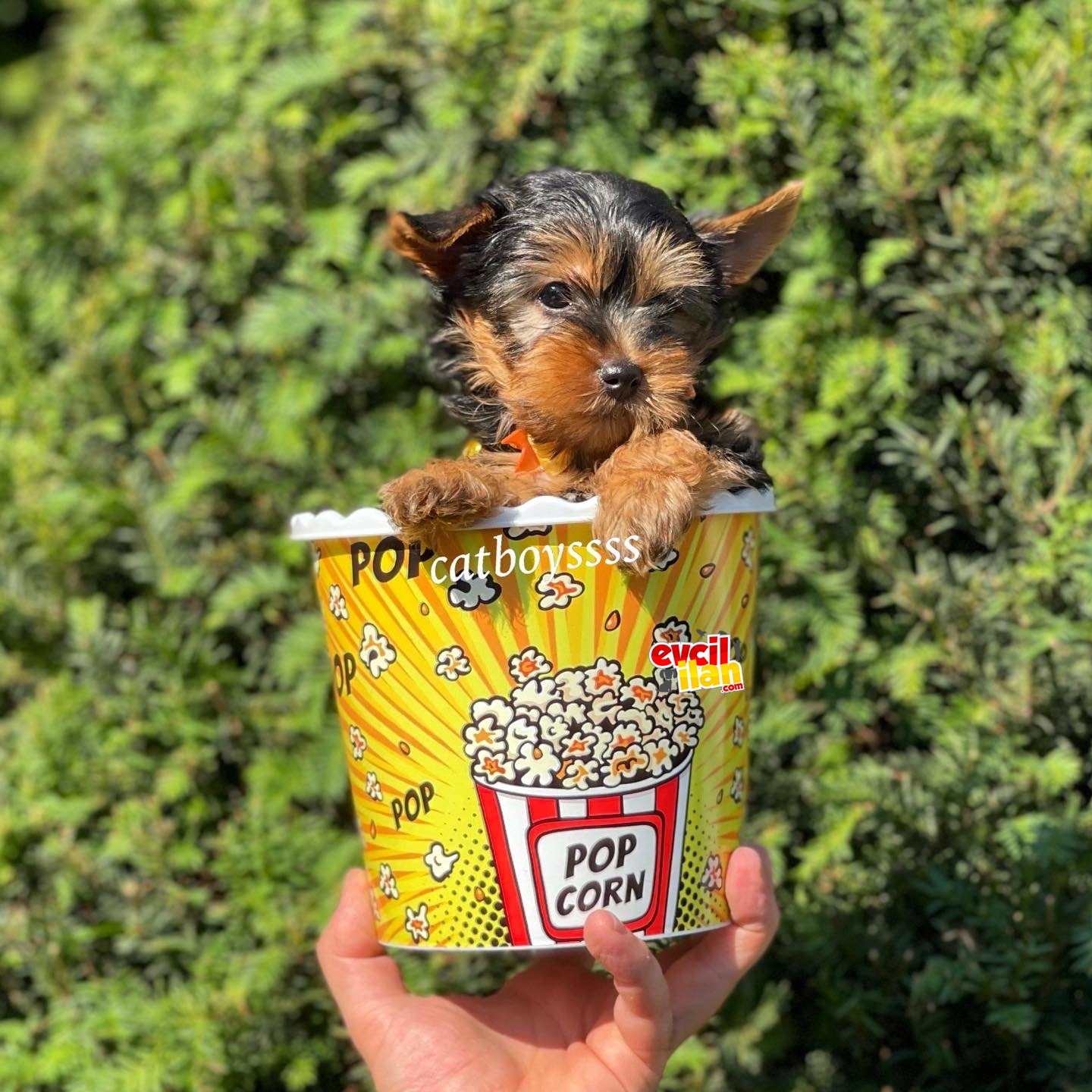 Mini yorkshire terrier erkek yavrumuz 