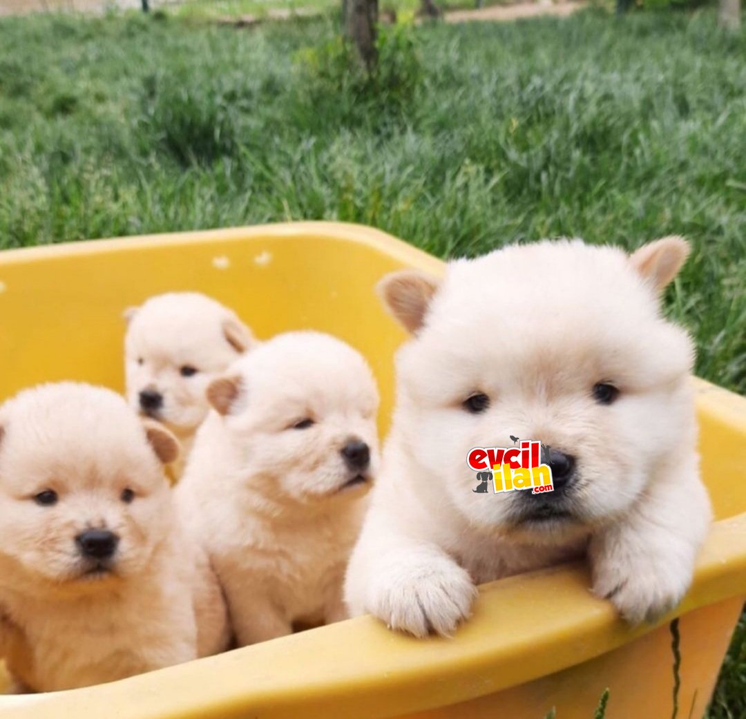 Minik ayıcıklar chow chow yavrularımız