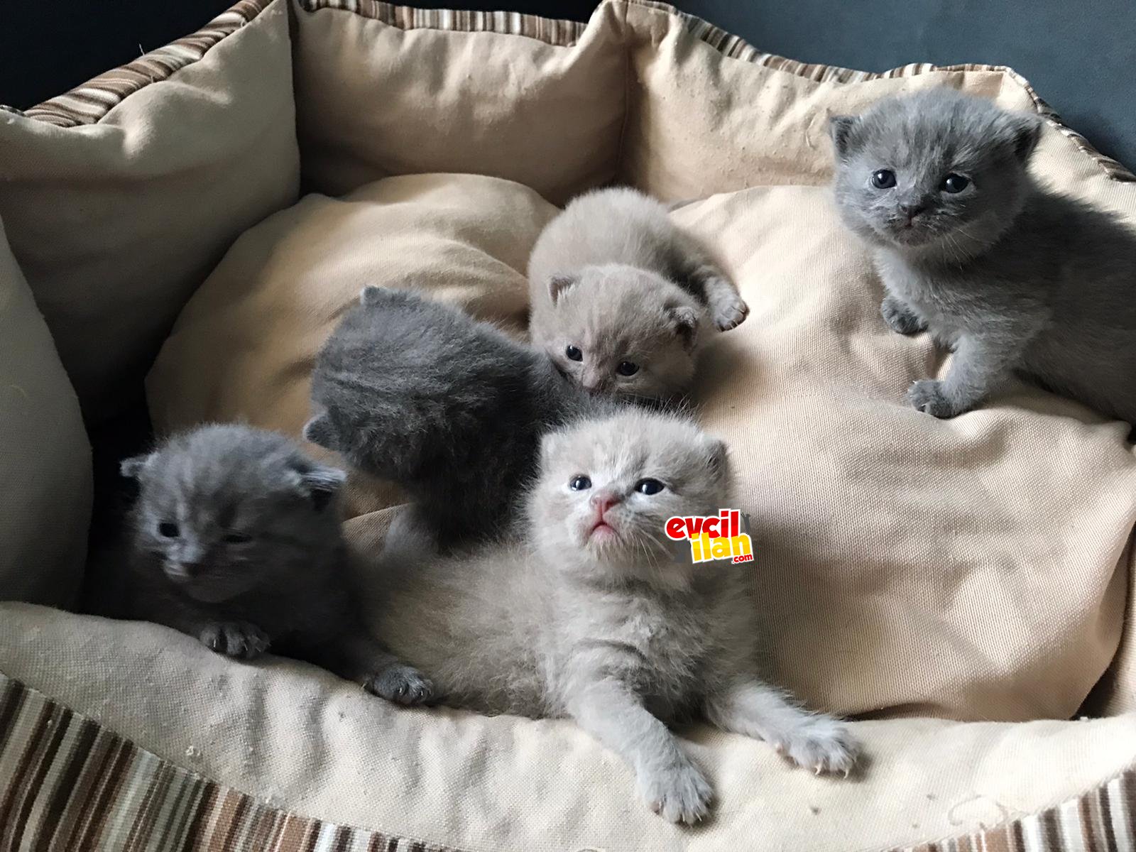 minik bebekler
