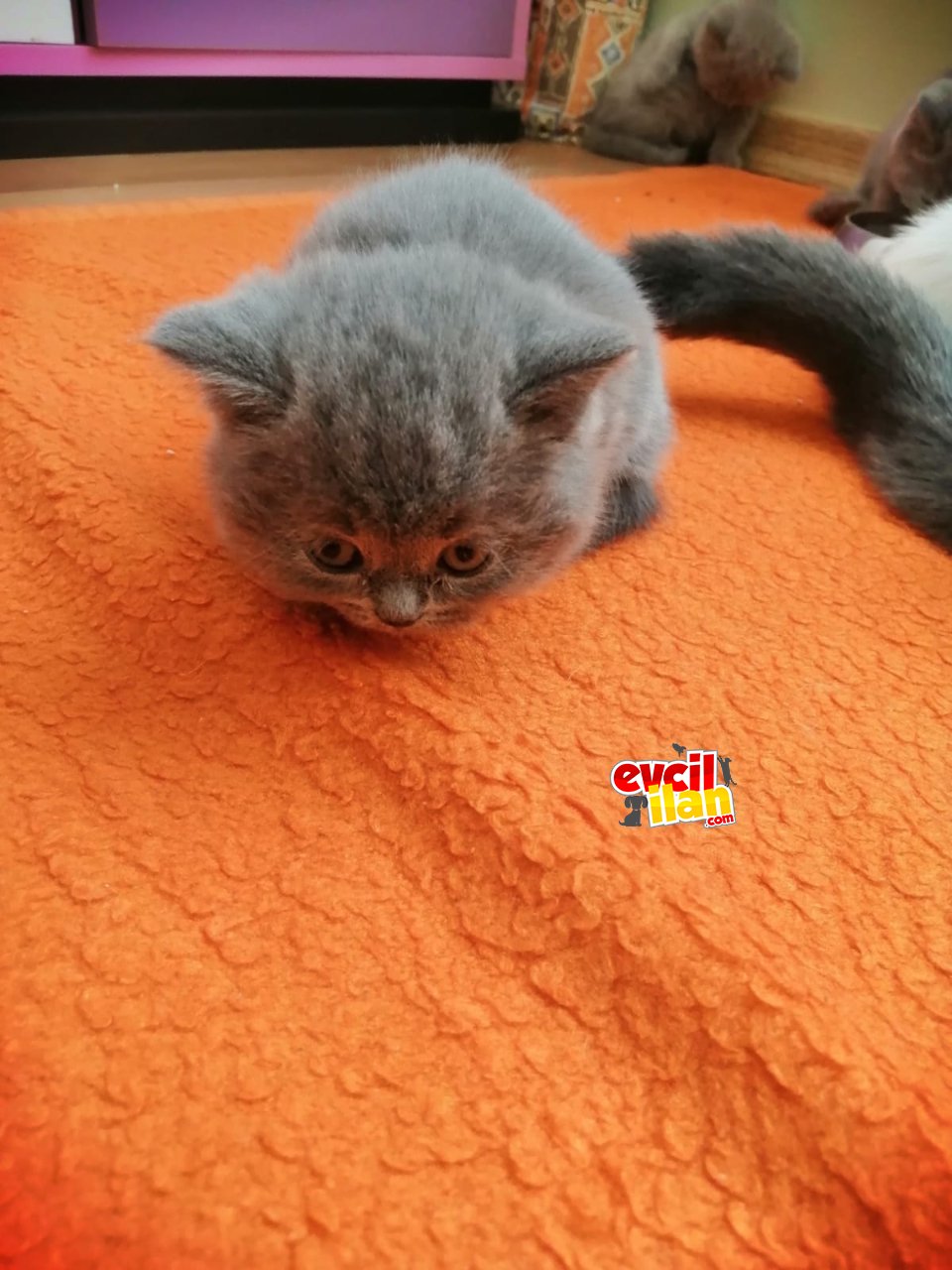 Minik dostlar