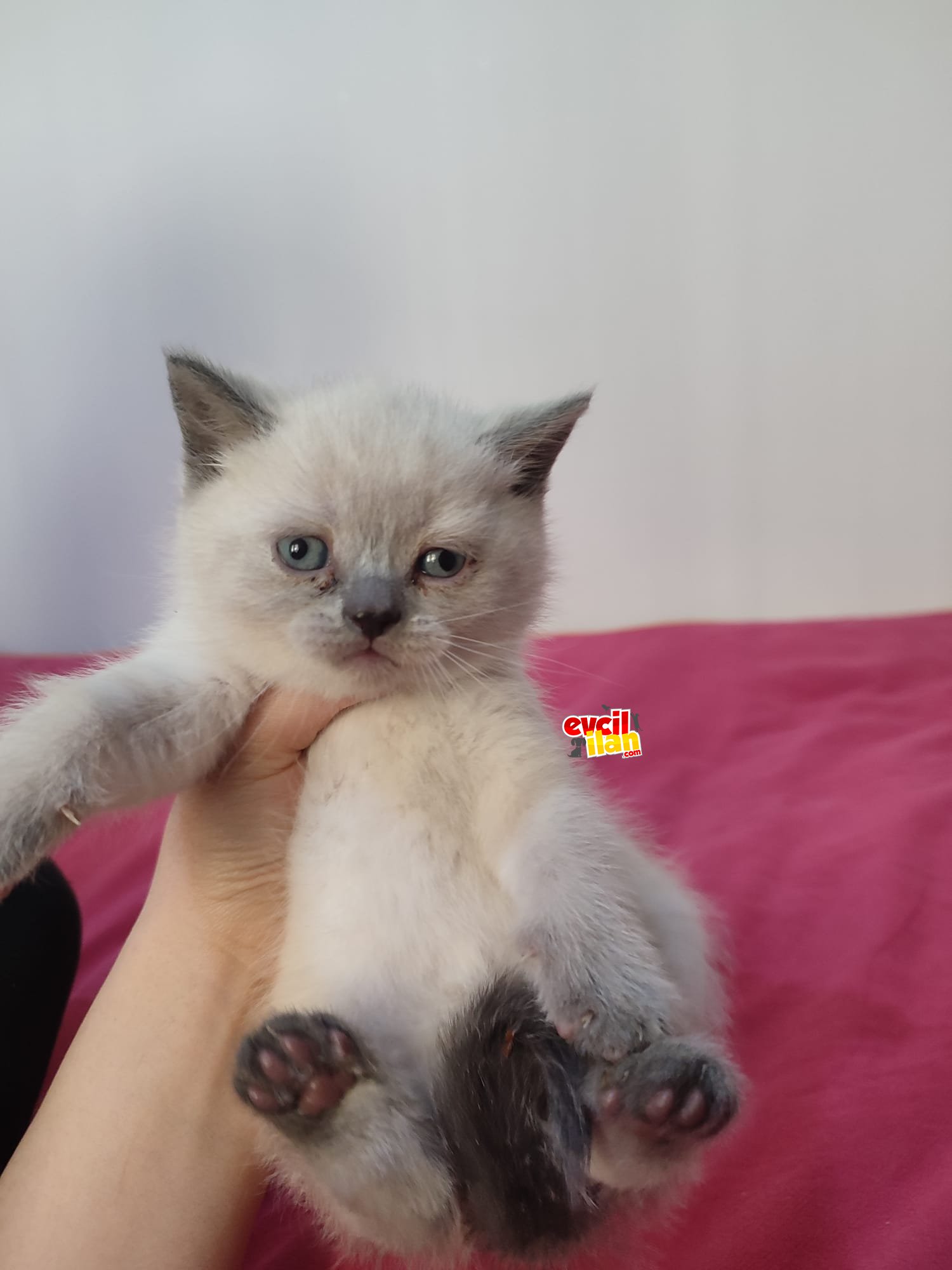 Minik Kalpli Sevimli Bebeklerimiz
