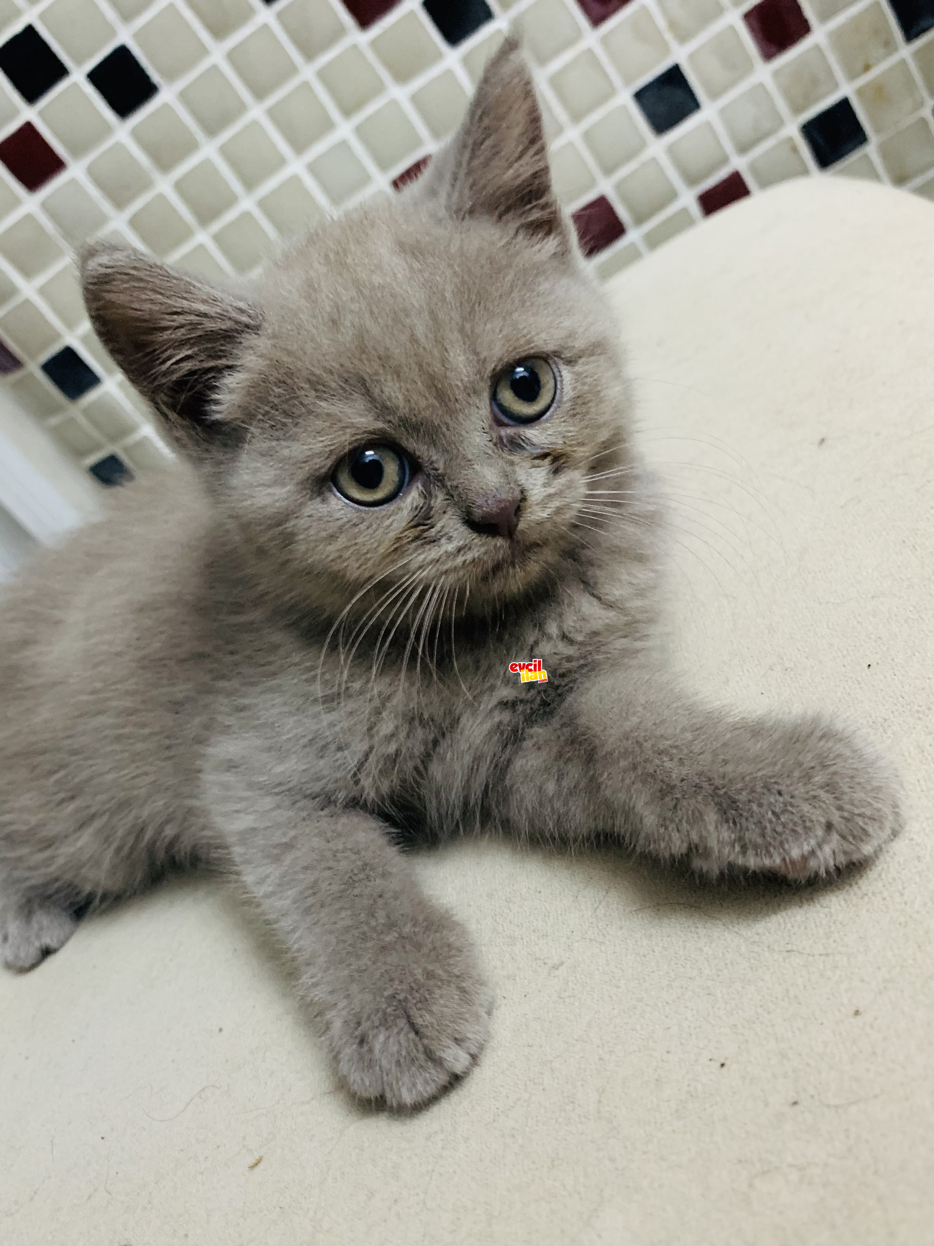Minik kedim ilanda 