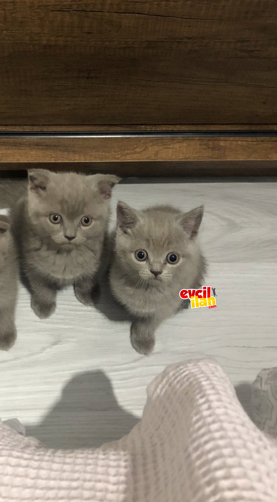Minik Lilaclar