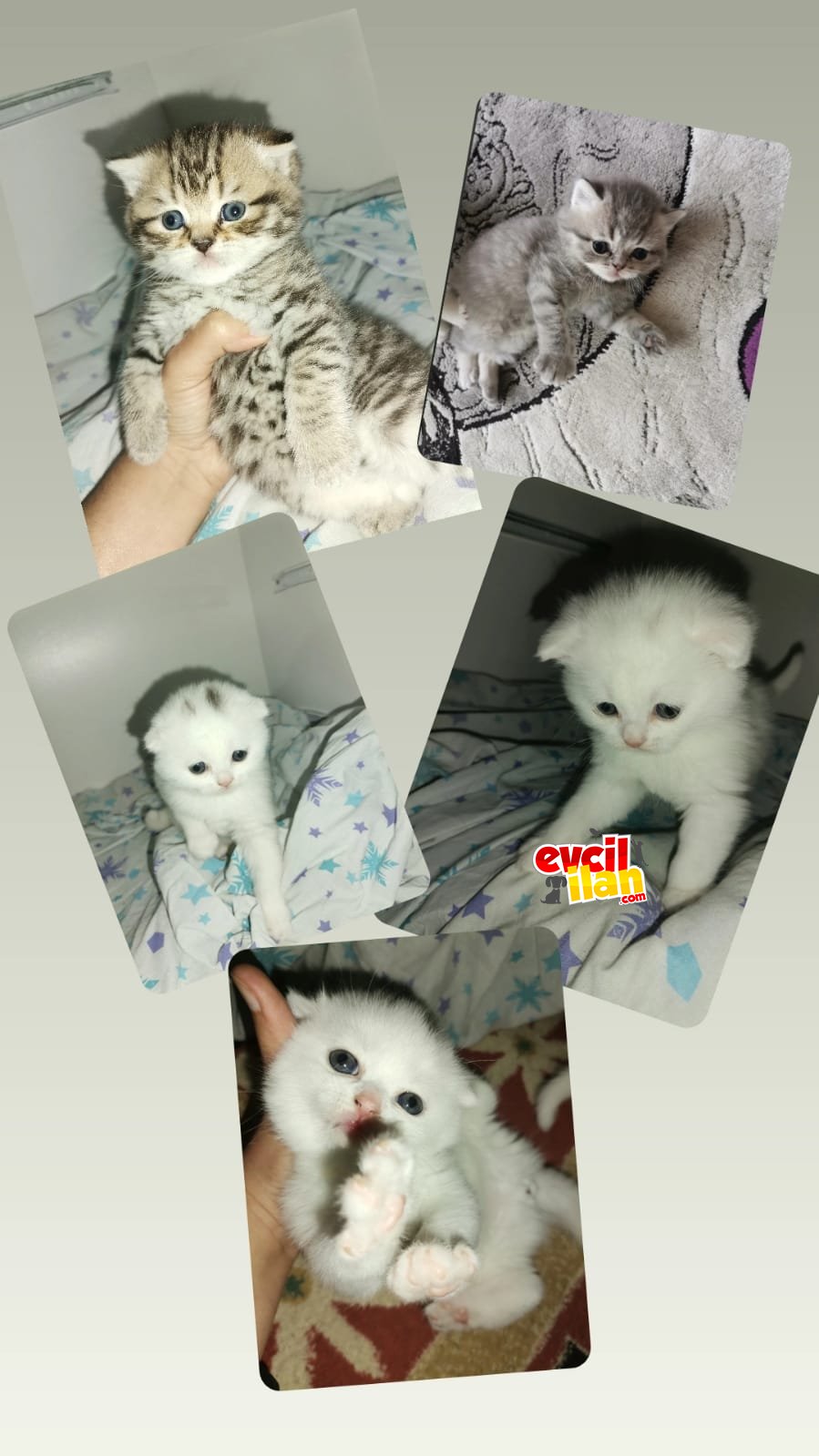 Minik tatlılar sahibini arıyor 