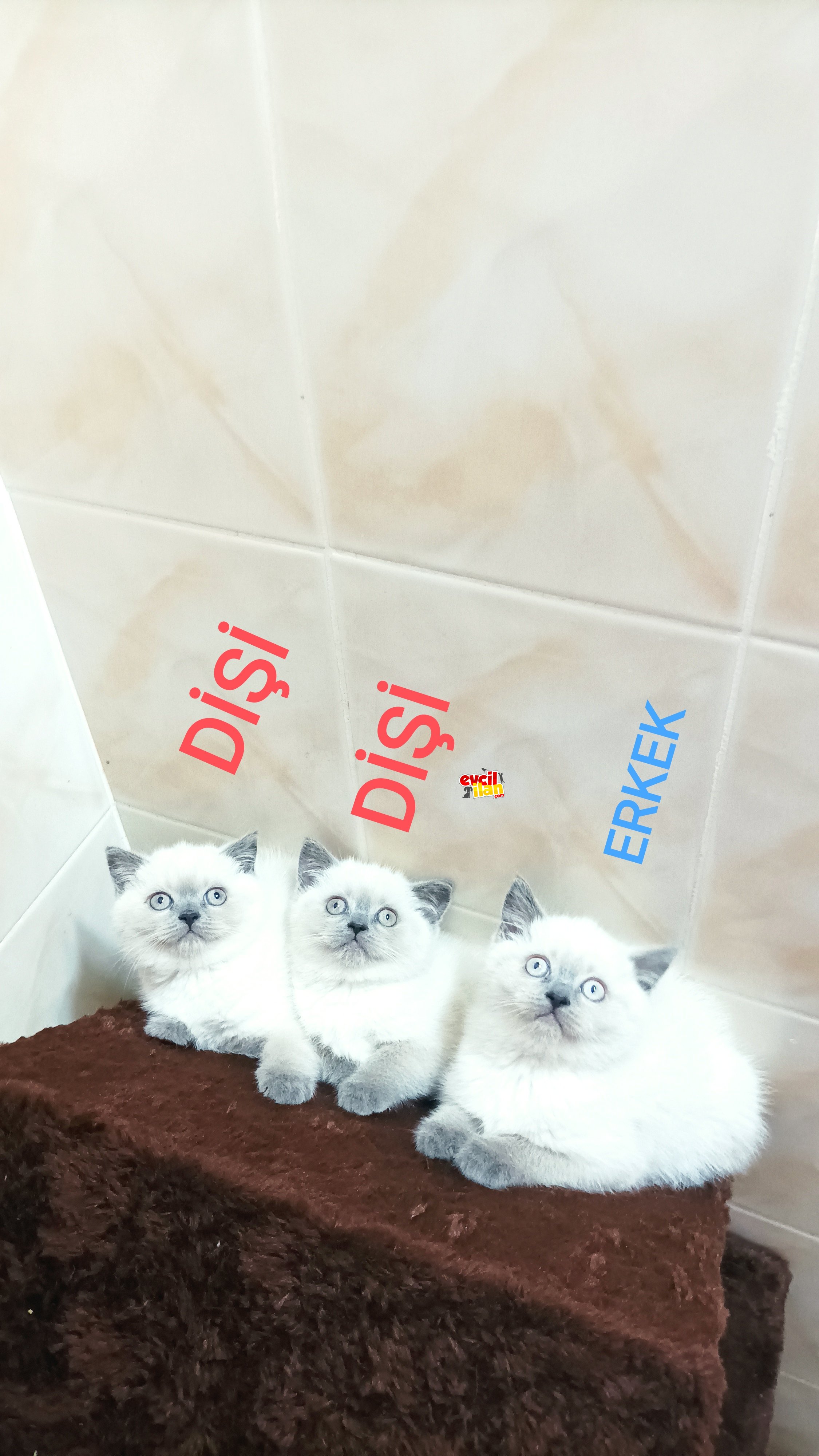 Minik yavrularımı yeni ailelerini bekliyor 