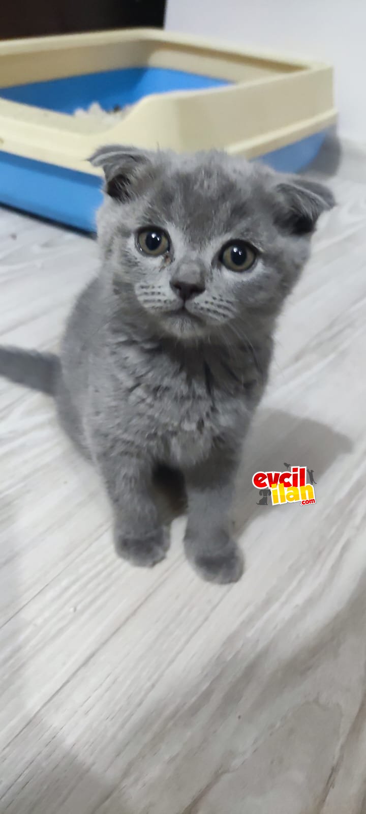 MİNİK YAVRULARIMIZ 2 AYLIK BRITISH SHORT AİR 