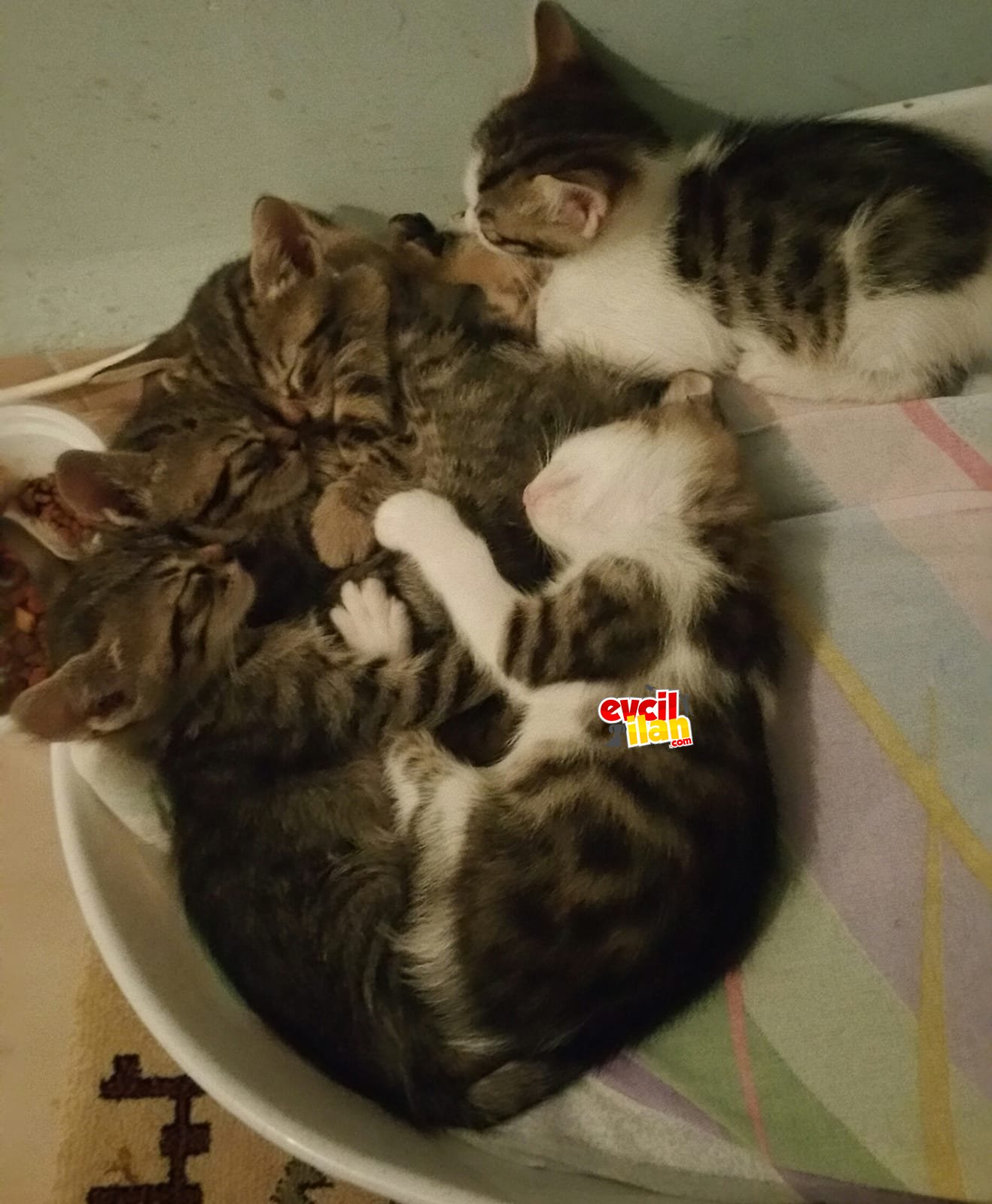 Minik yavrularımız sıcak yuvalarını arıyor...