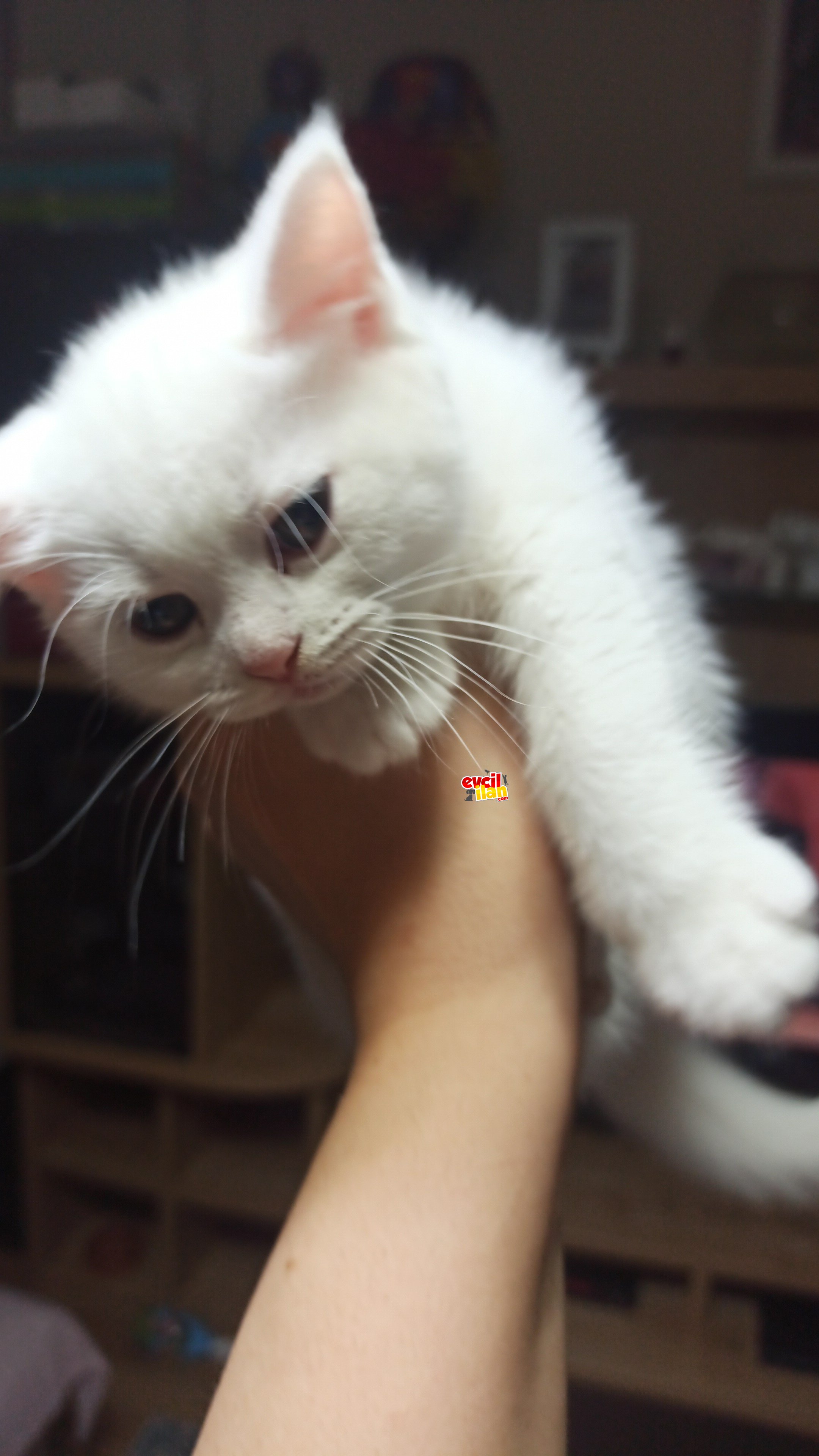 Minik yavrularımız yeni ailelerini arıyor 