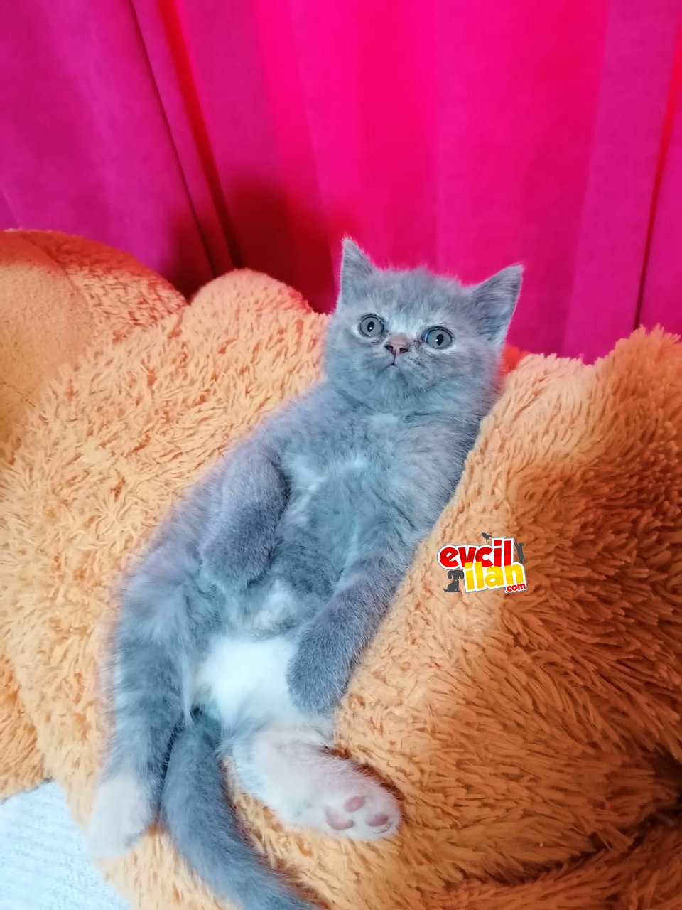 Minik yavrularımıza yuva arıyoruz 