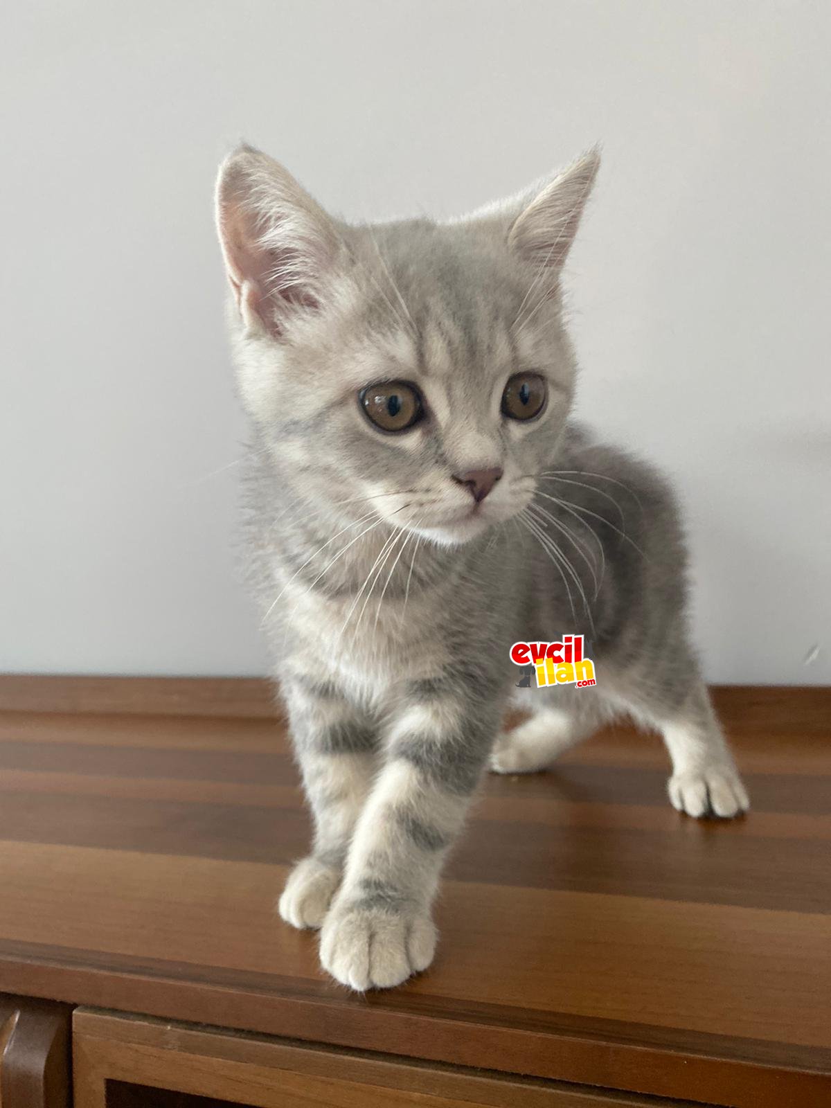 Minik yavrumuz bobby