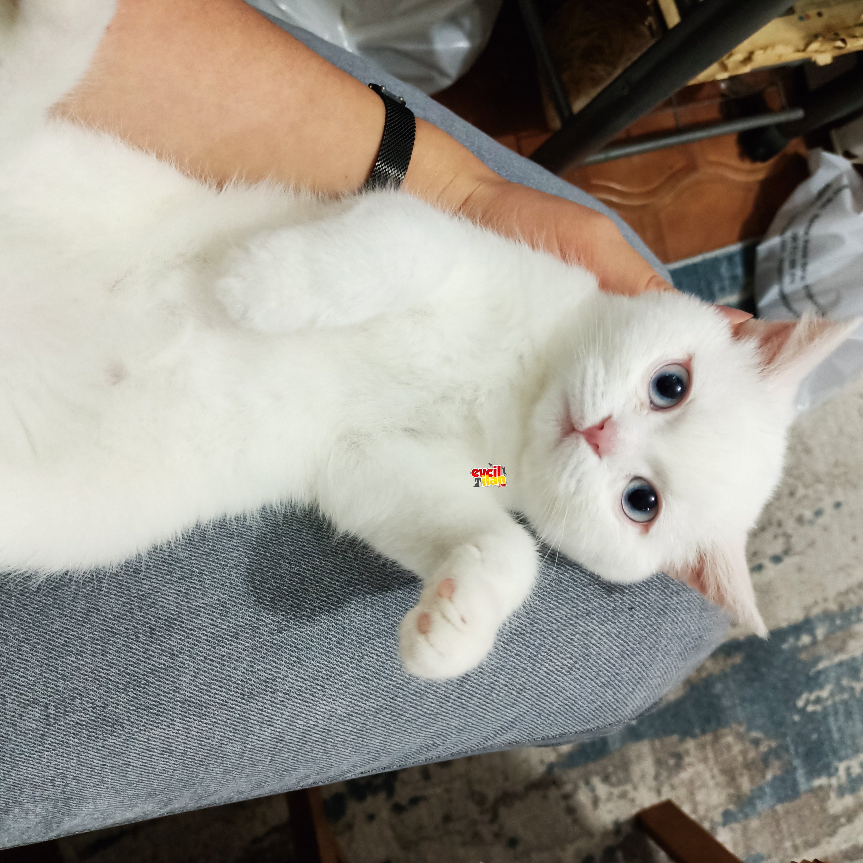 Minik yavrumuza ömürlük yuva arıyoruz.