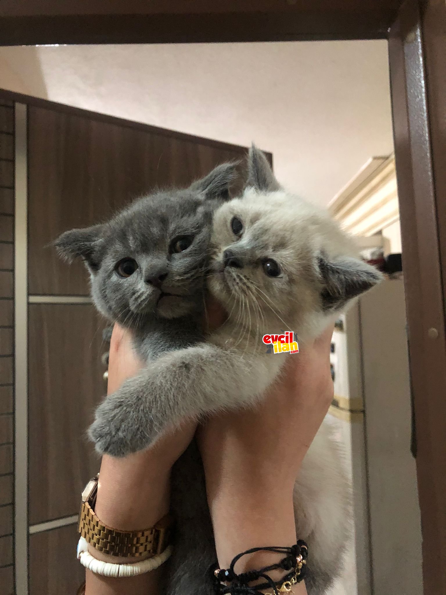 MİNİKLER YENİ SAHİPLERİNİ BEKLİYOR 