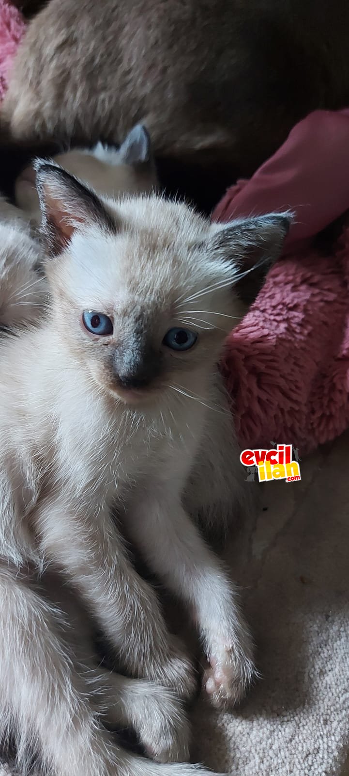 Miniklerim yeni yuvalarını bekliyor