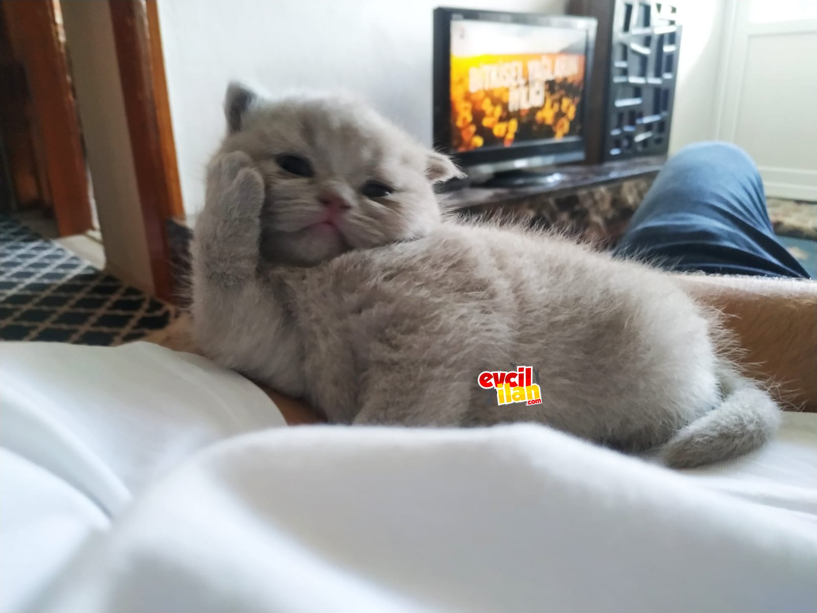 Minnak bebegime yuva ariyoruz
