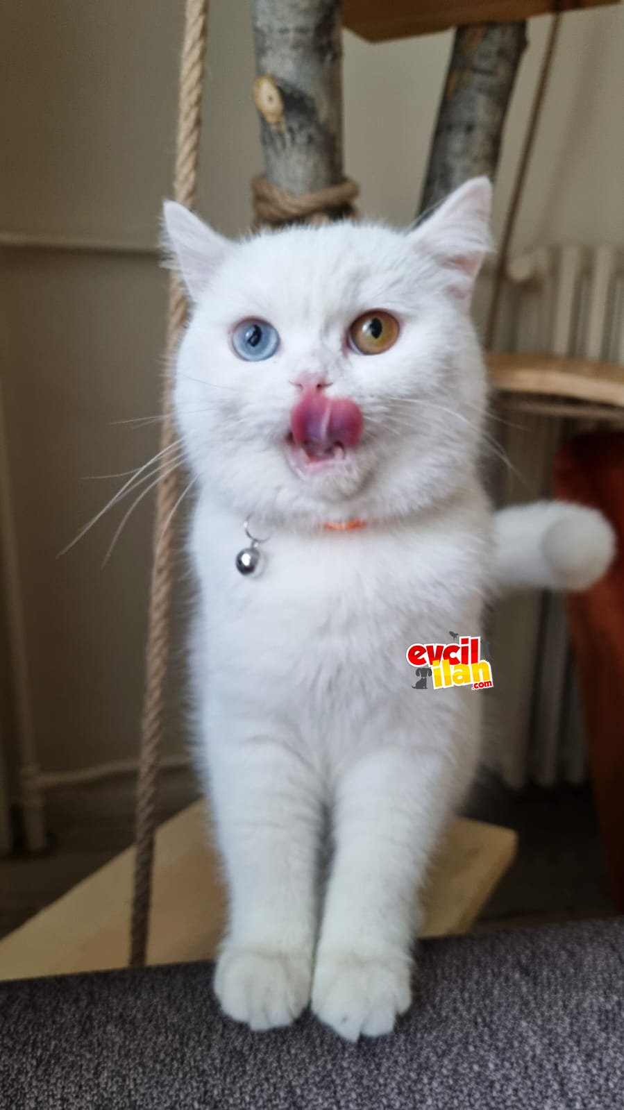 MINNAK VEDE MİNNOŞ YAVRULAR SIZLERI BEKLIYOR