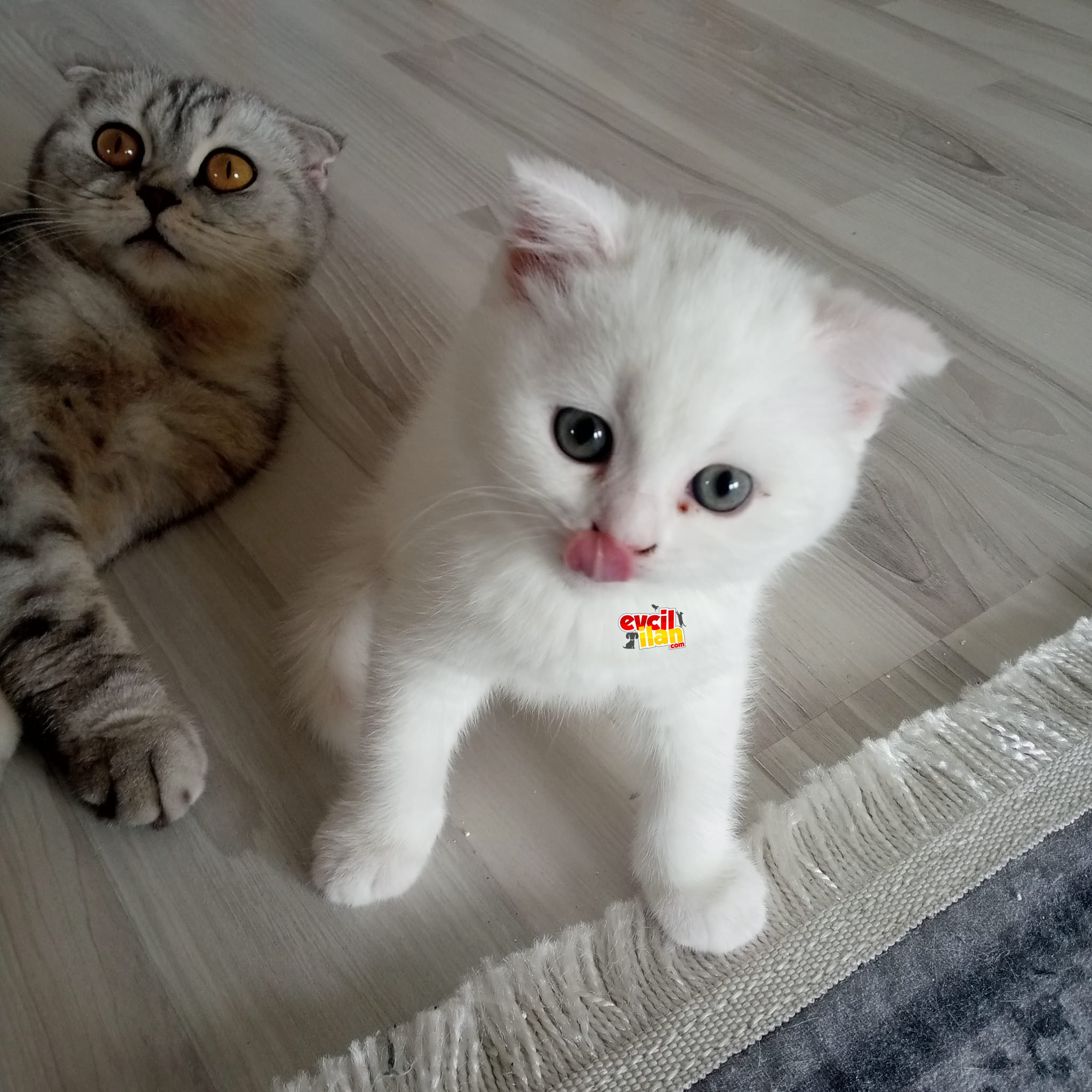 Minnaklarımız yeni yuvalarına gitmeye hazır