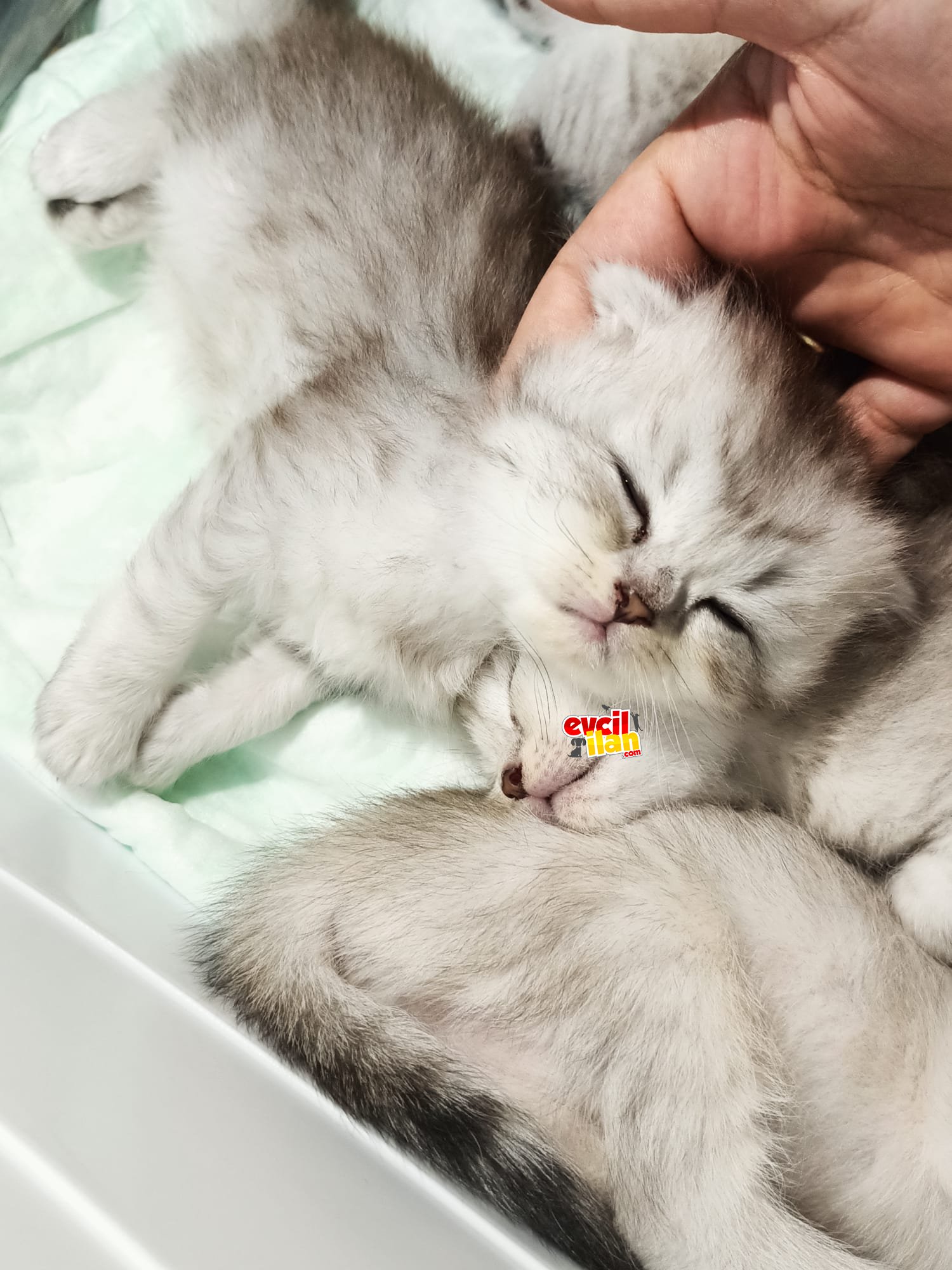 Minnoş dişi yavrumuz ❤