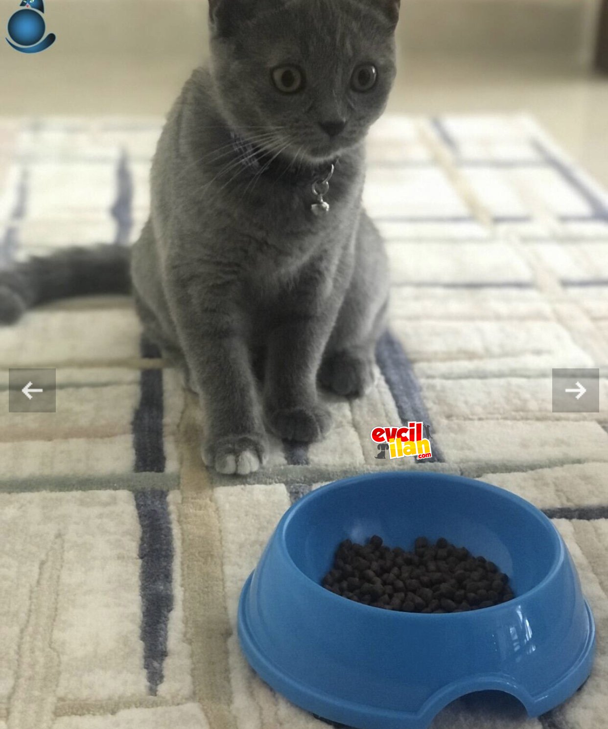 Minnoş 
