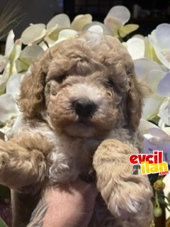 Minyatür ve toy poodle apricot bebekler