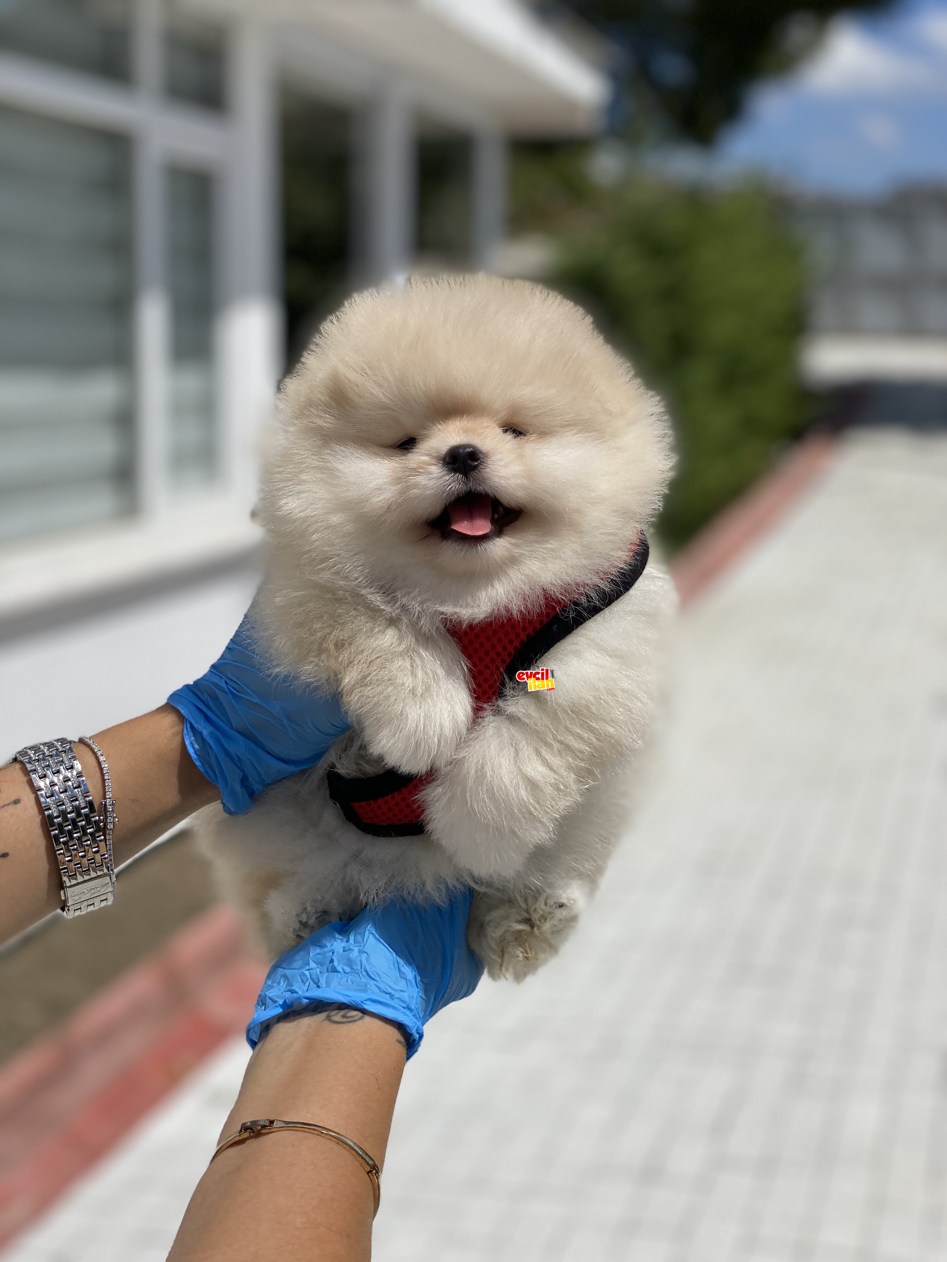 Muhtesem Ayi Surat Pomeranian Boo Bebekler