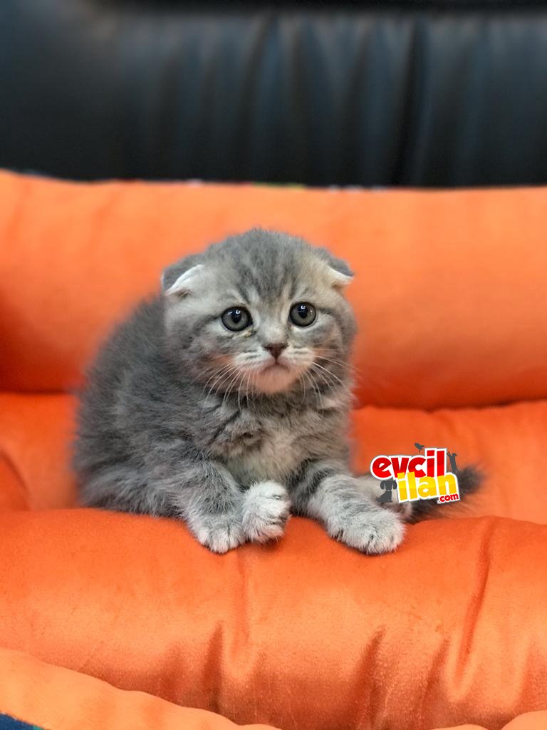 MUHTEŞEM BLUE TABBY YAVRUMUZ 