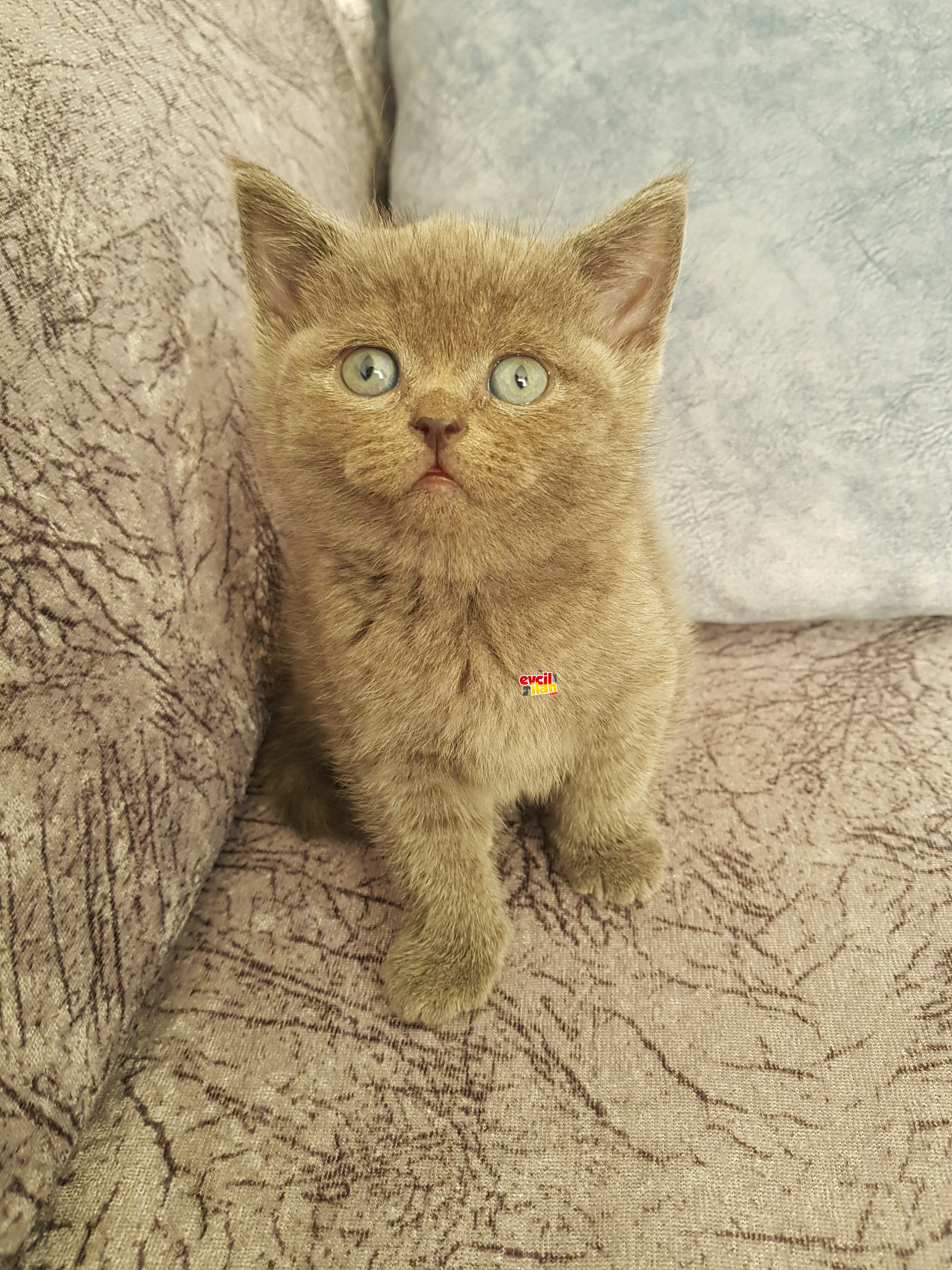 Muhteşem british short hair