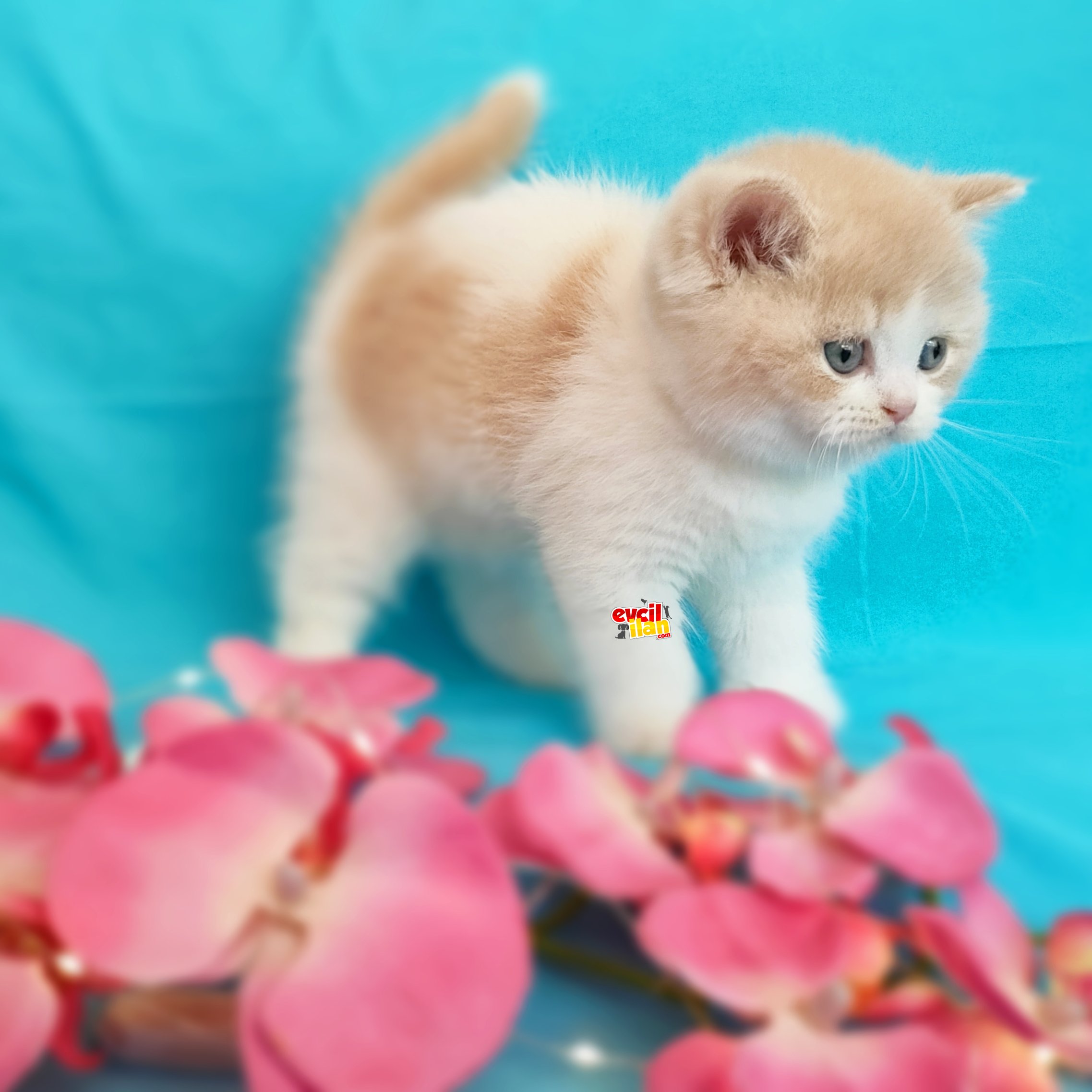 Muhteşem British Shorthair Bebekler 