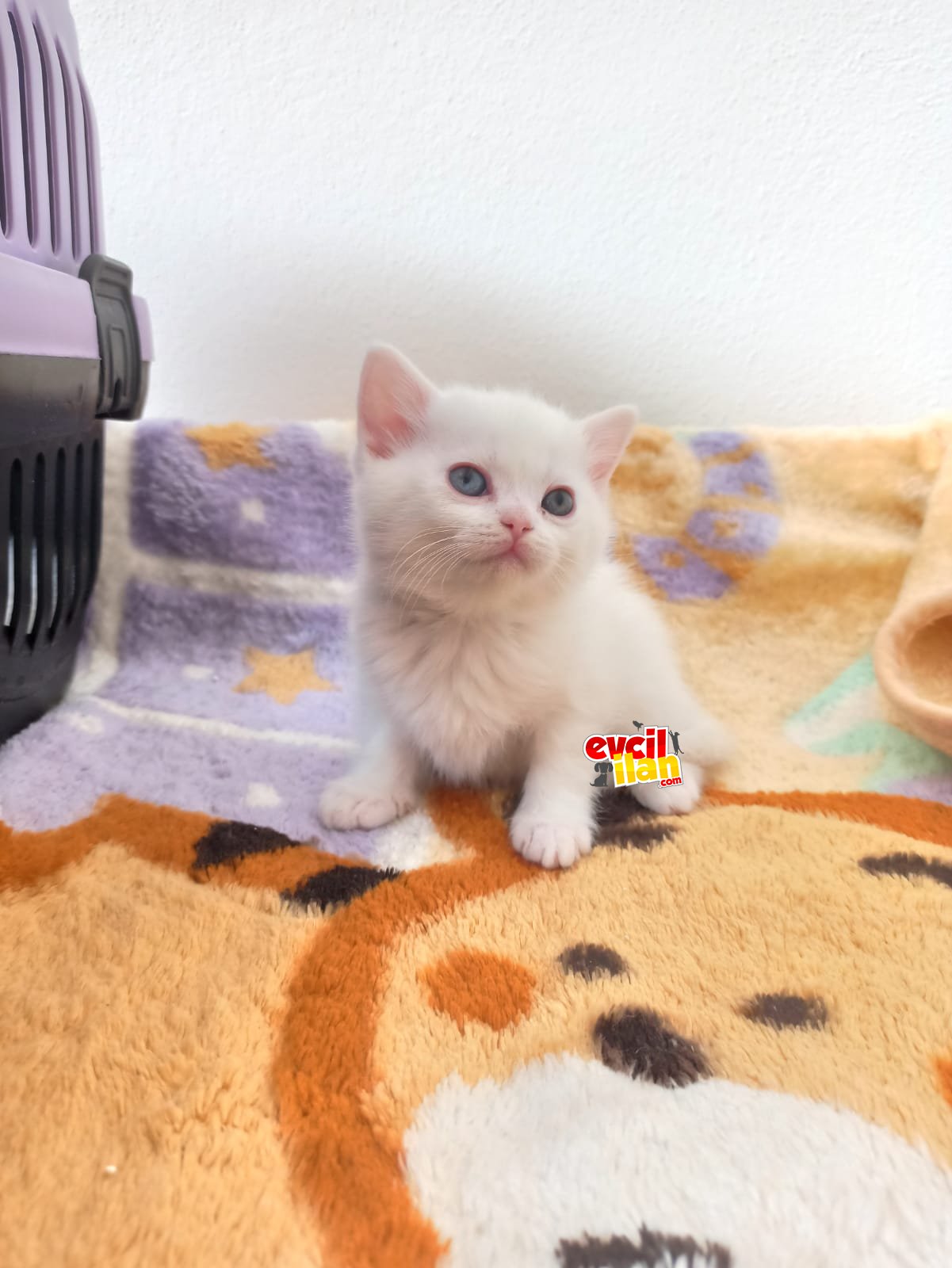 MUHTEŞEM BRİTİSH SHORTHAIR KEDİLERİMİZ