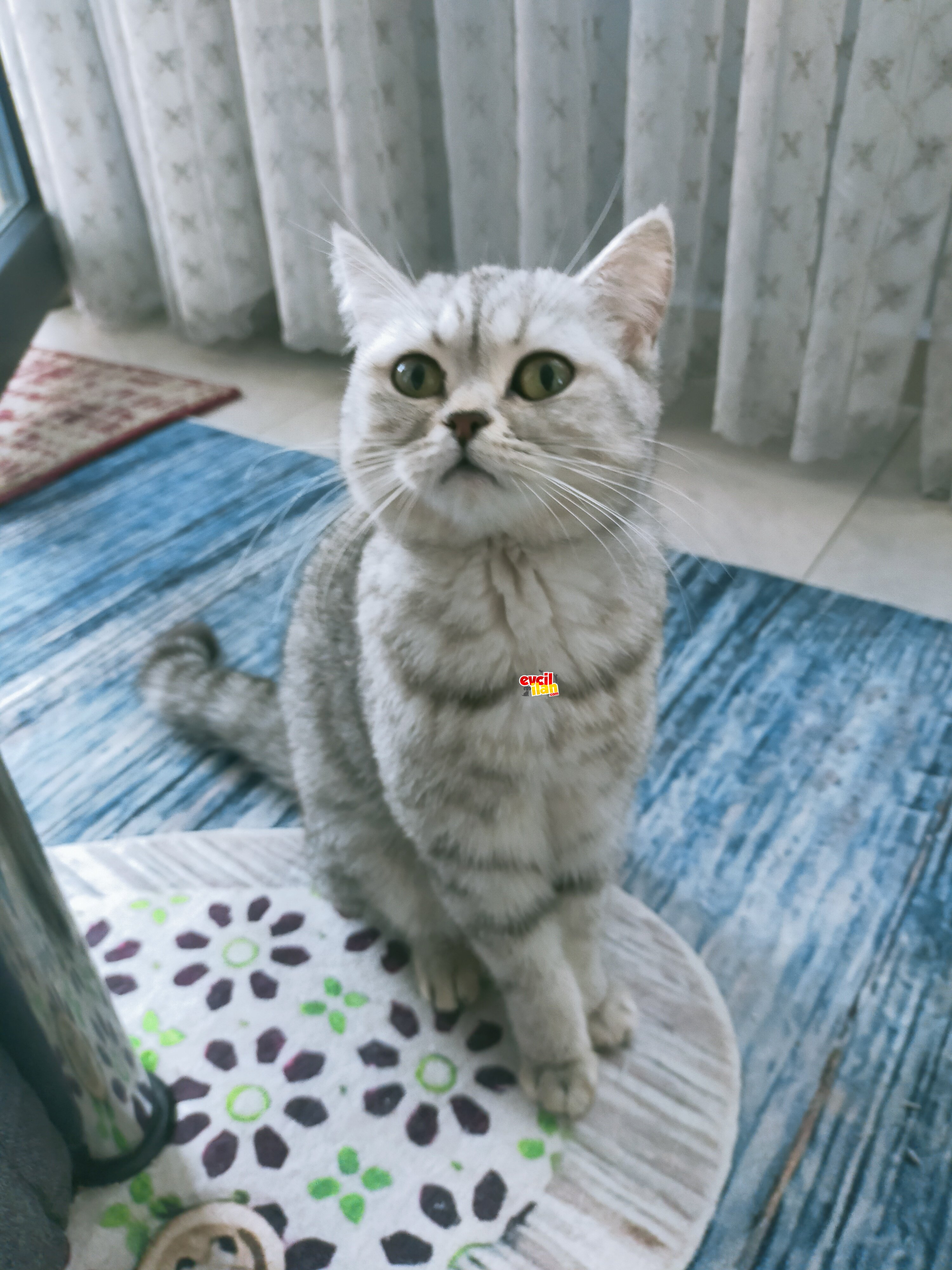 Muhteşem British Shorthair Yavrular