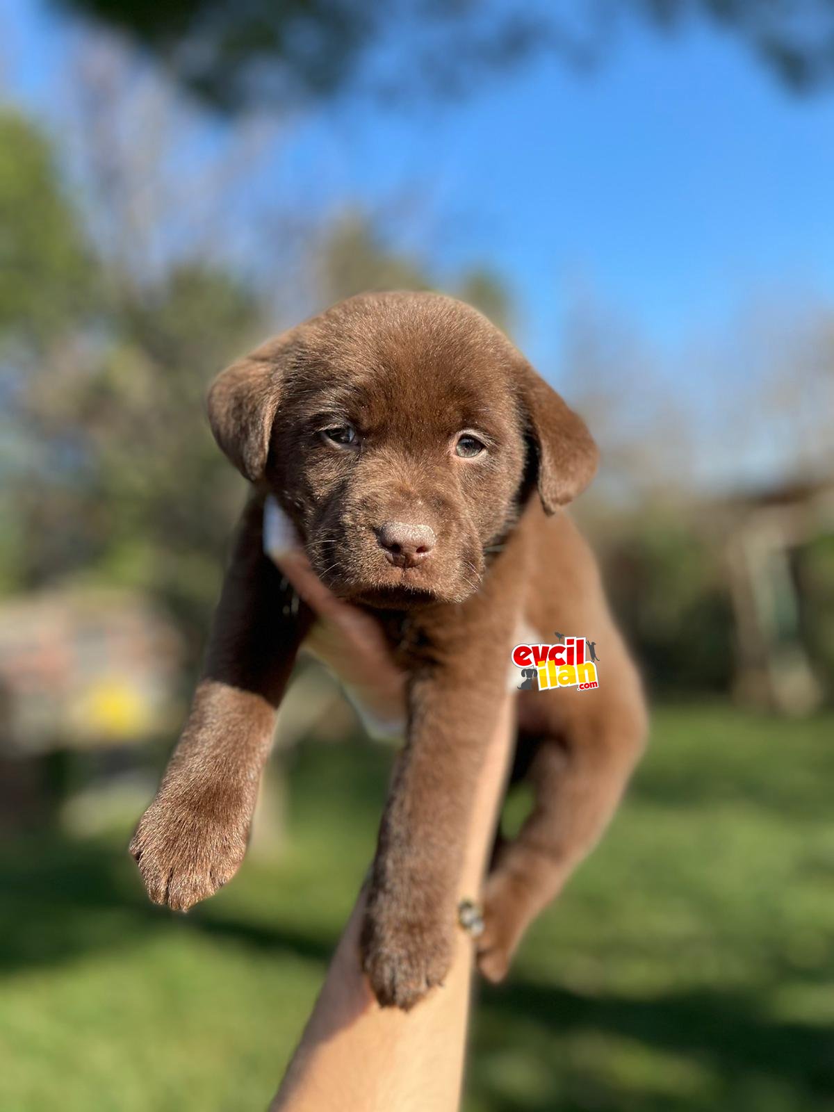 MUHTEŞEM CHOCOLATE LABRADOR YAVRULARIMIZ