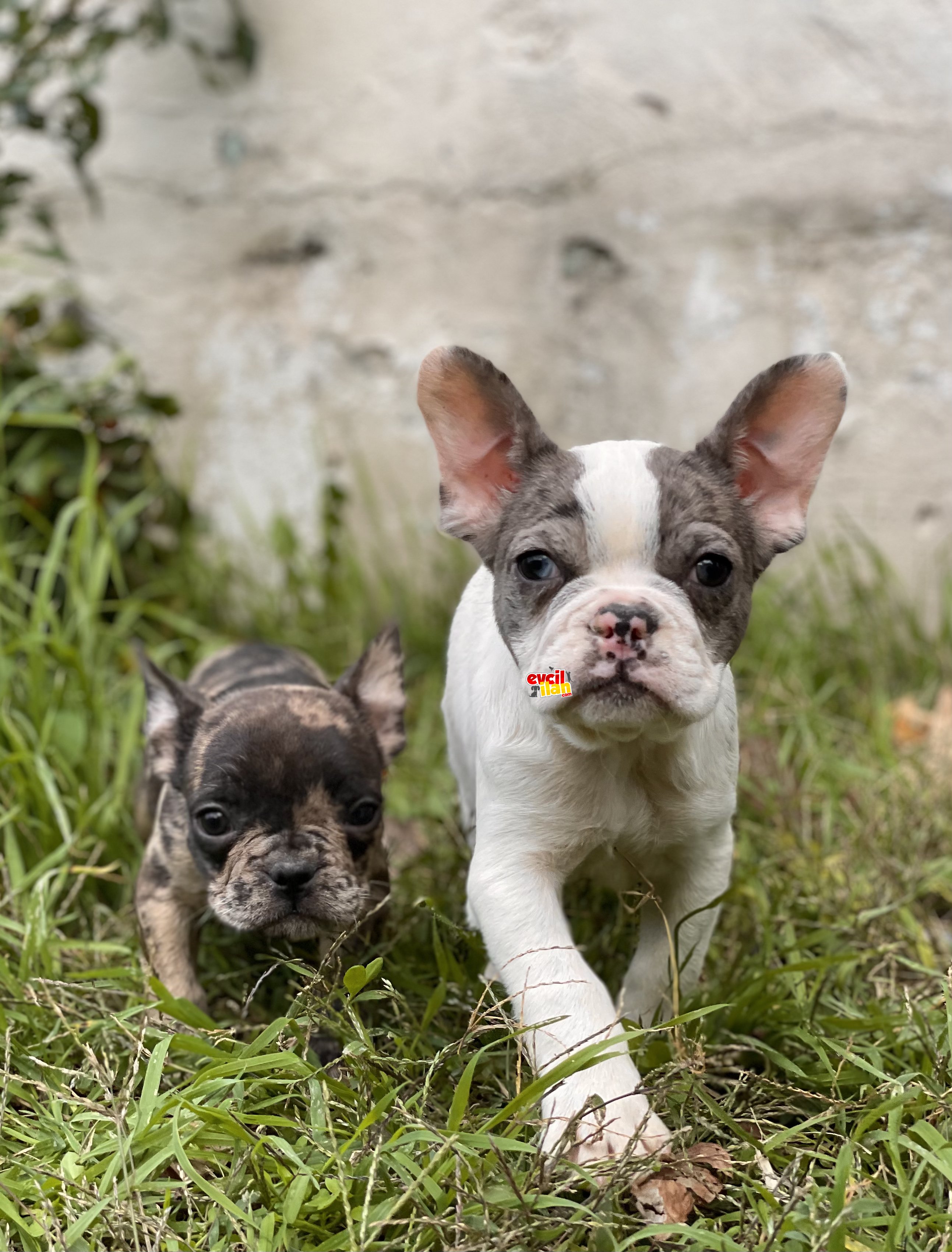 Muhtesem French Bulldog Yavrularimiz