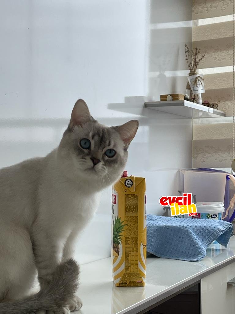 Muhteşem gözler