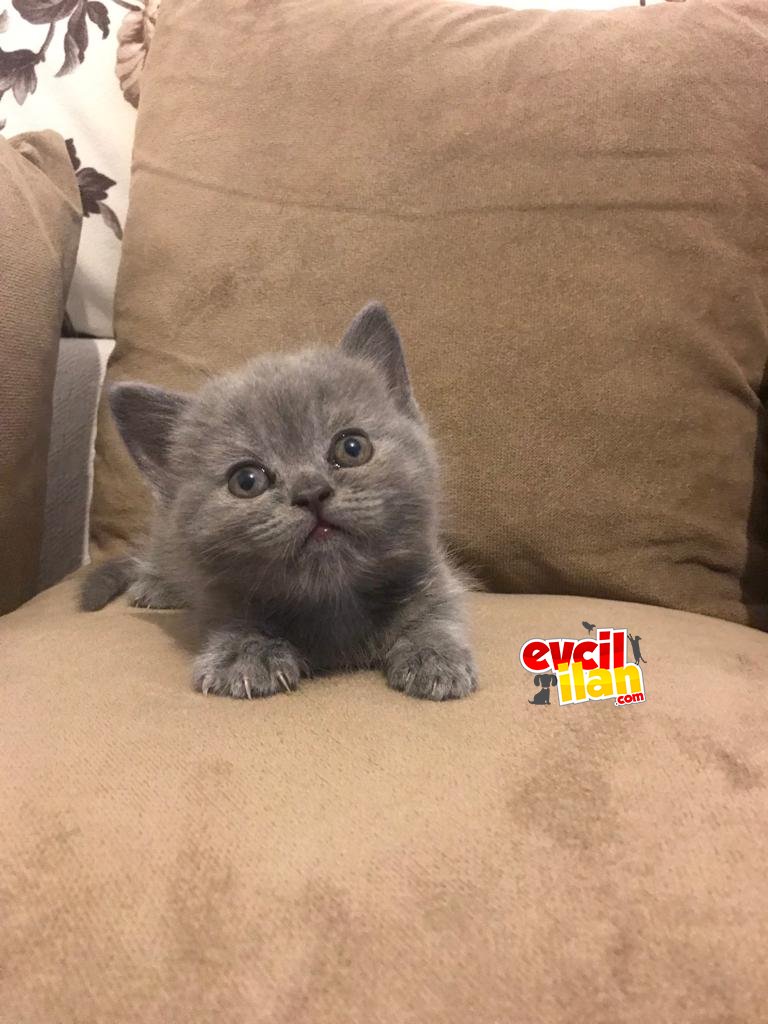 Muhteşem güzellikte 2 adet yavru dişi