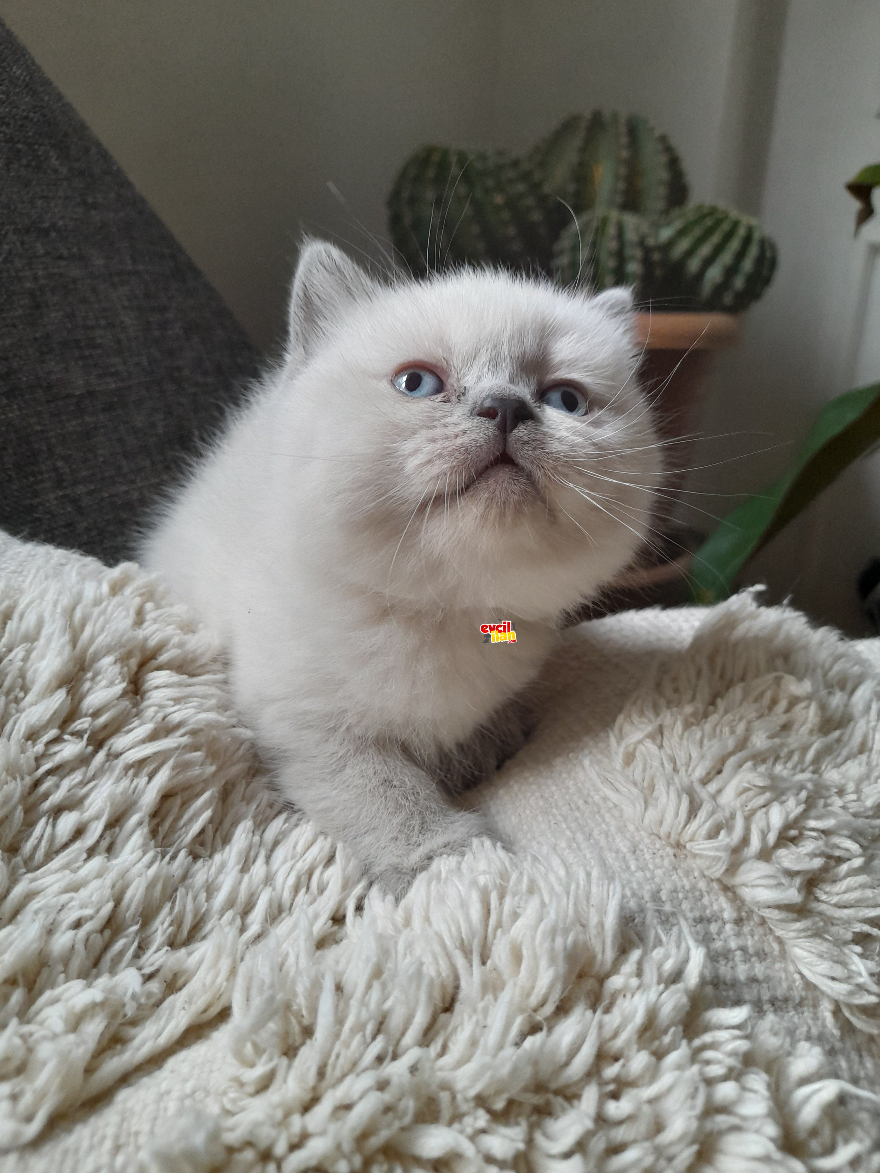 Muhtesem guzellikte blue point bebeklerim