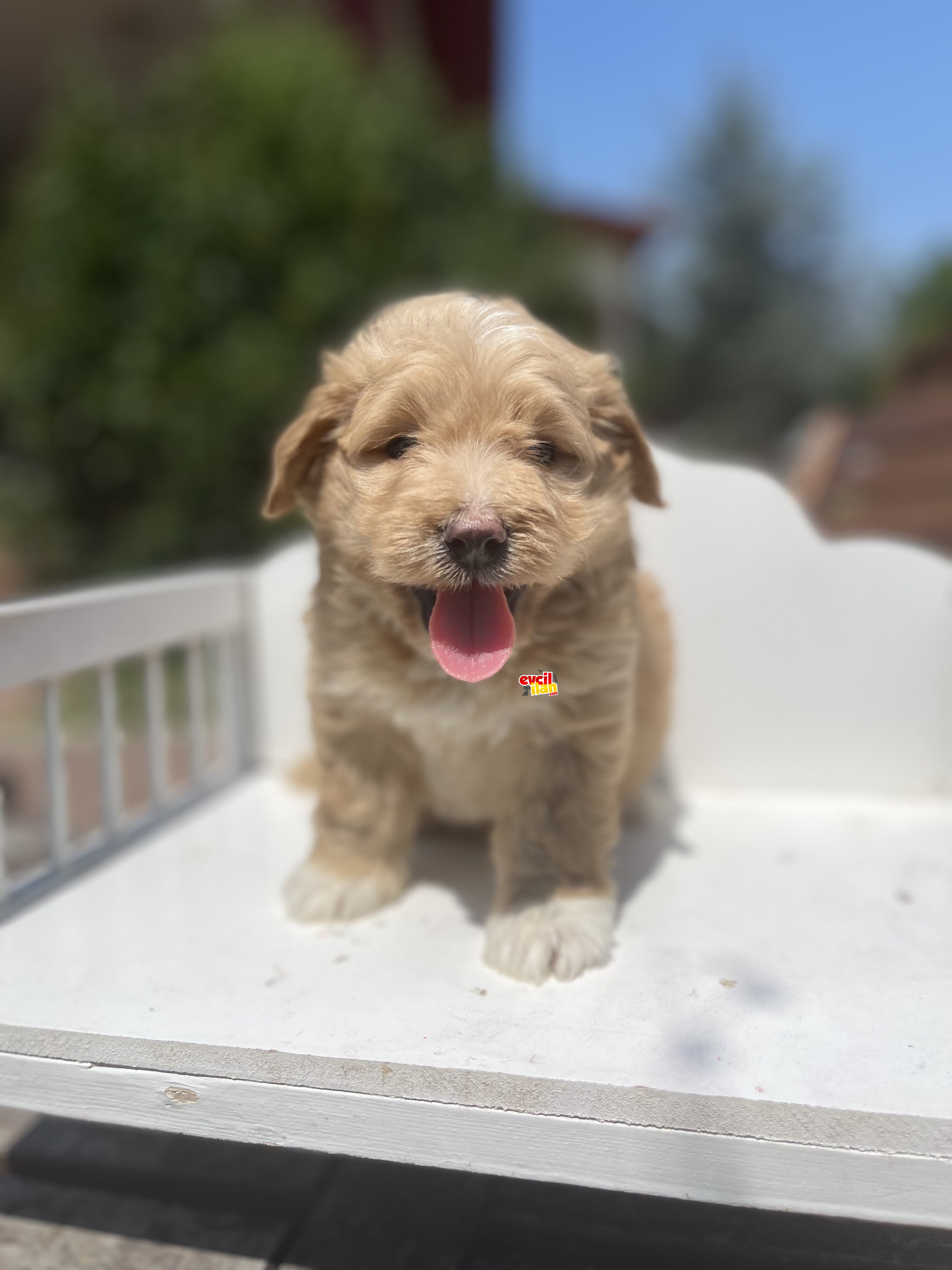 Muhtesem Guzellikte Maltipoo Bebekler