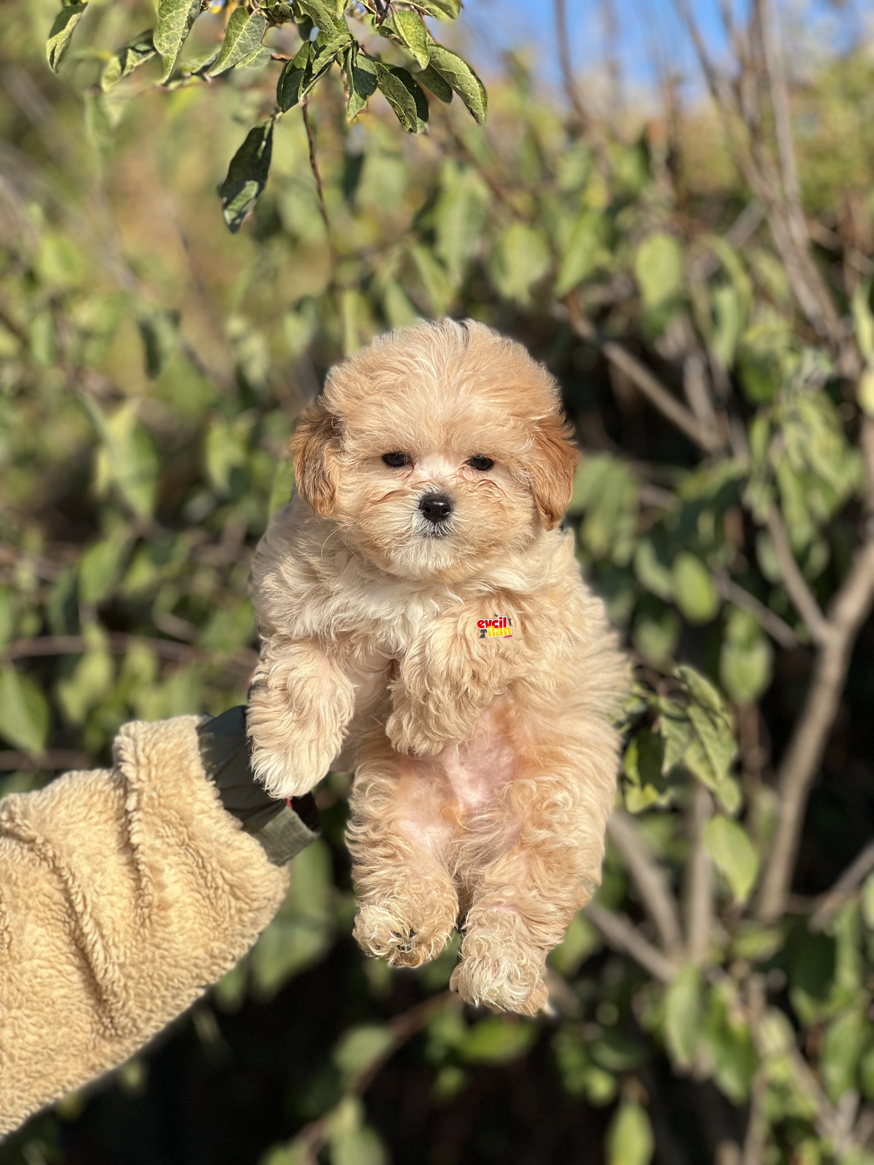 Muhtesem Guzellikte Maltipoo Bebeklerimiz