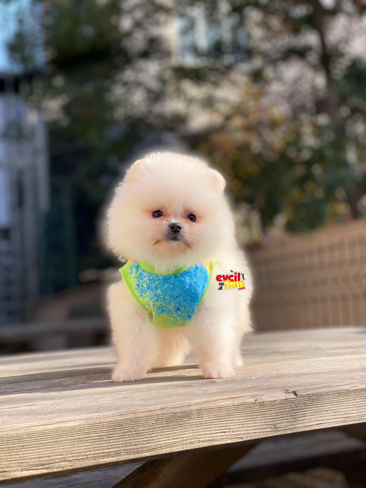 Muhteşem Güzellikte Teacup Poemranian Boo 