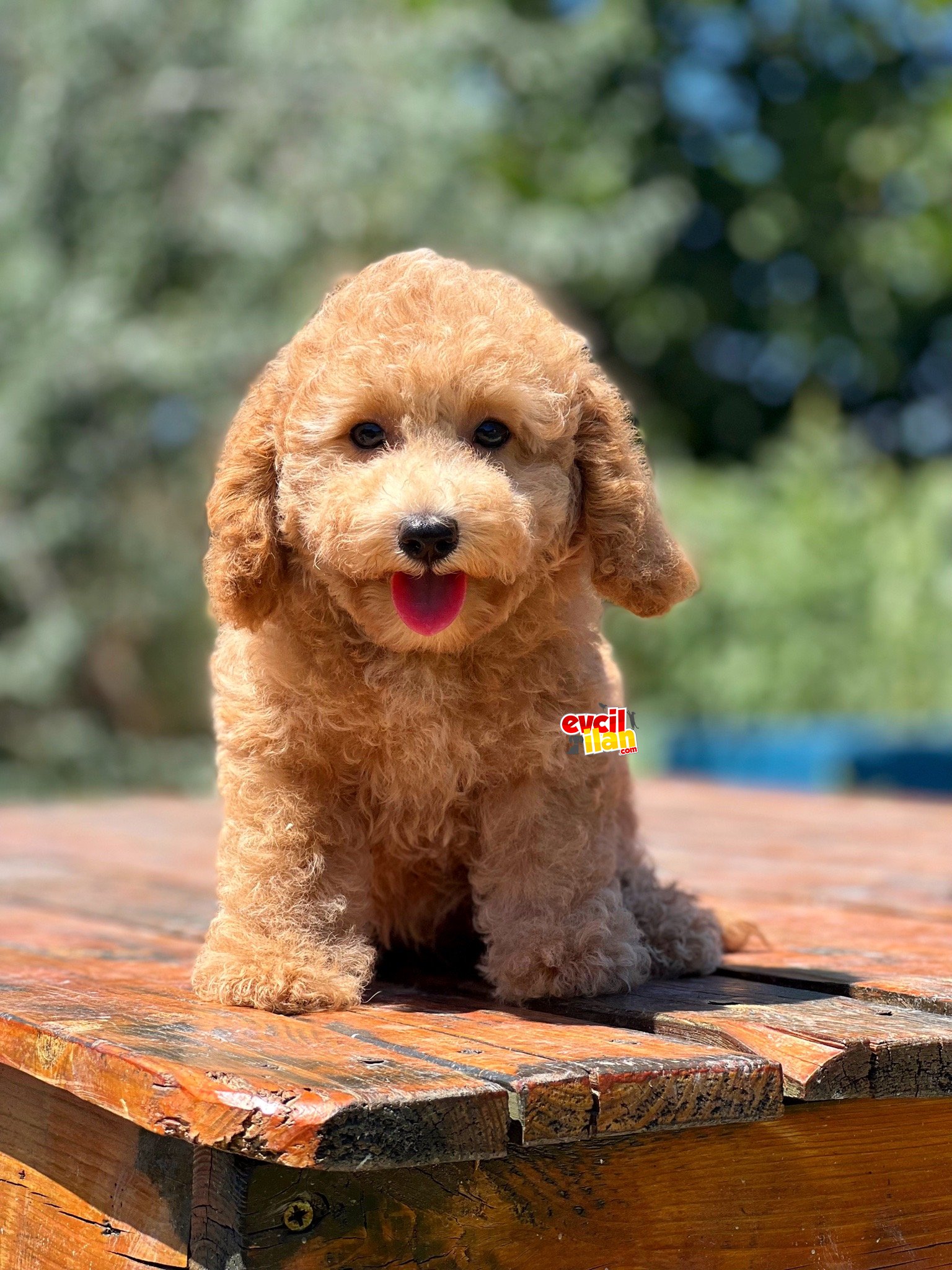 Muhtesem Guzellikte Toy Poodle Bebekler