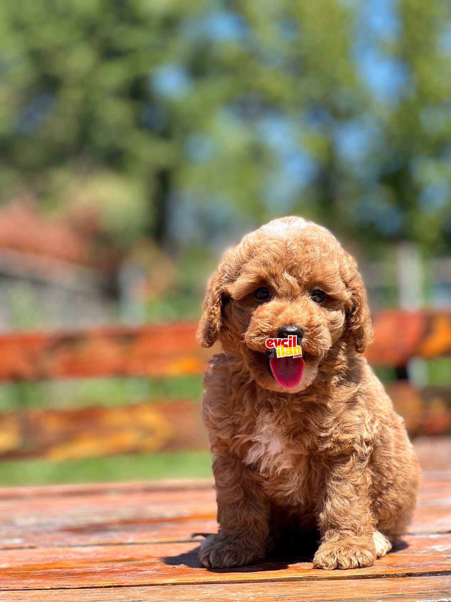 Muhtesem Guzellikte Toy Poodle Bebekler