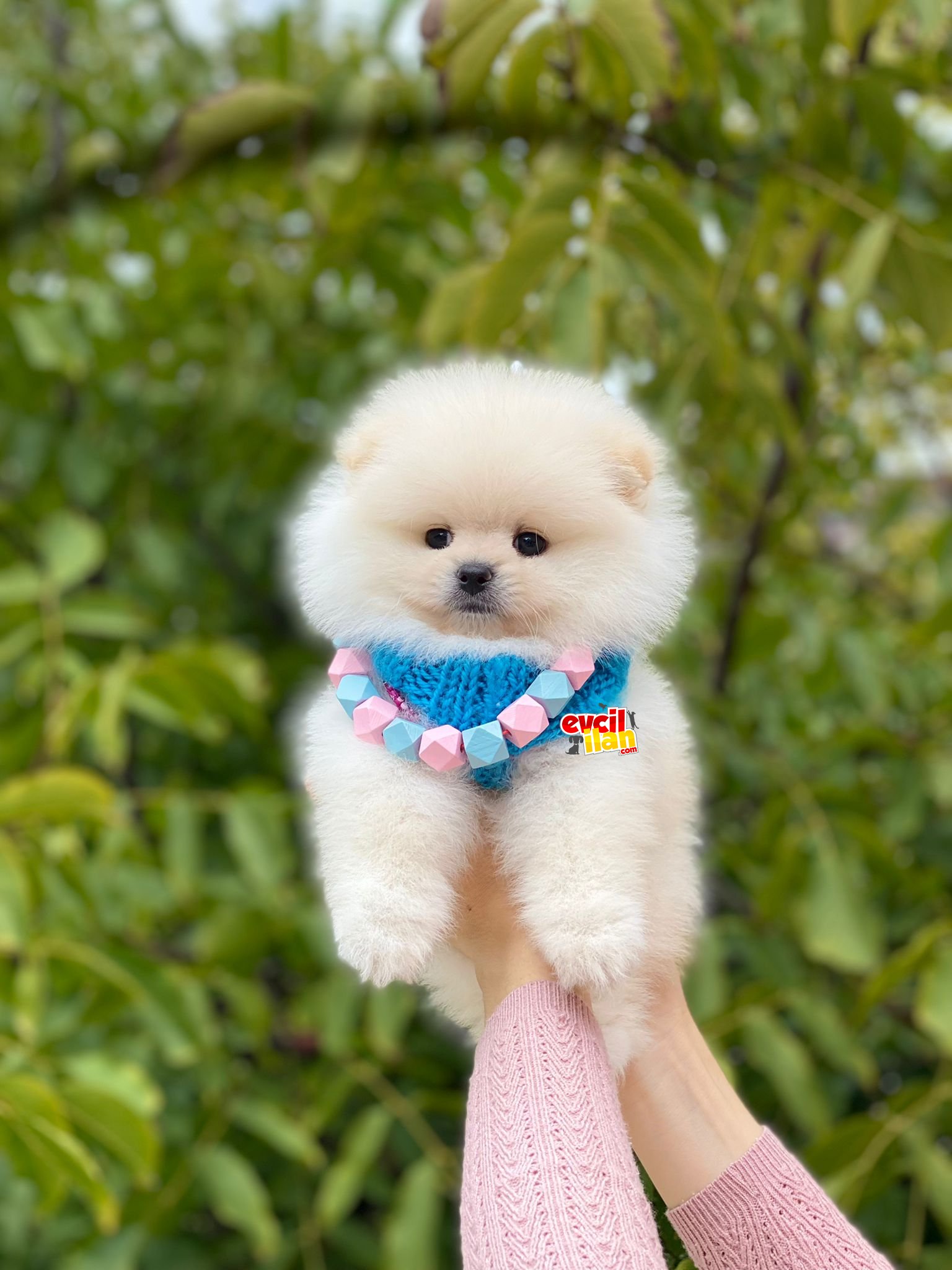 Muhteşem Güzellikteki Pomeranian Boo Miniğimiz 