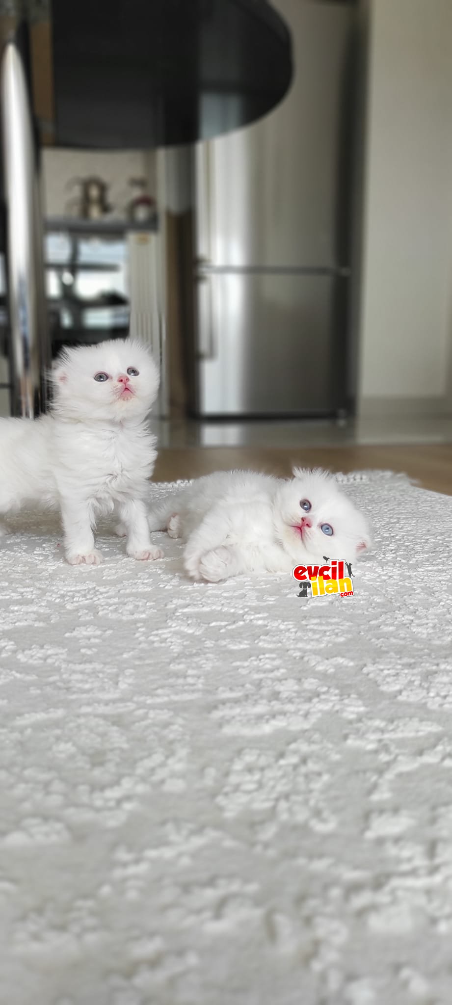 MUHTEŞEM KAFA YAPILI BRİTİSH VE SCOTTİSH YAVRULAR