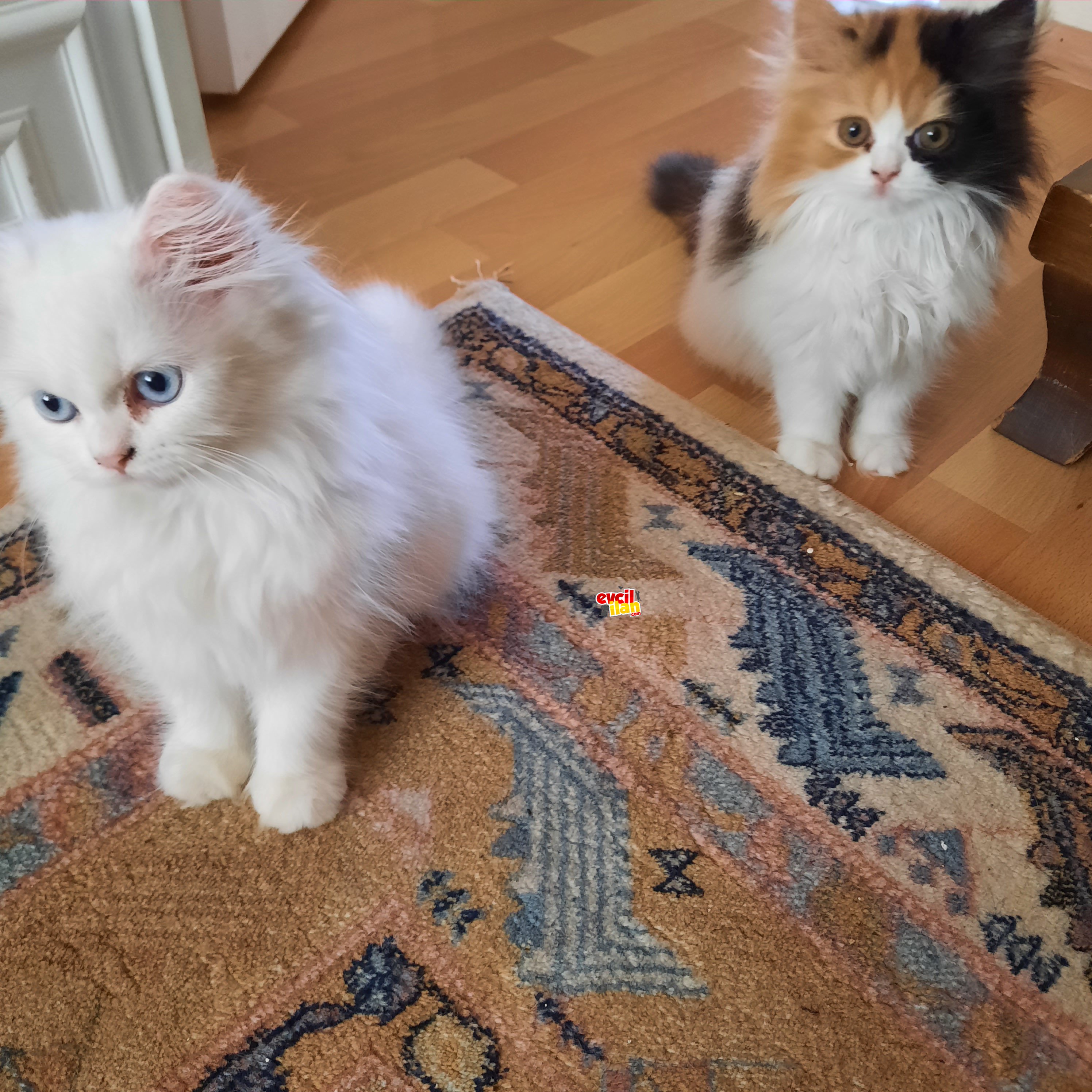 Muhteşem kalite erkek chincilla yavrum