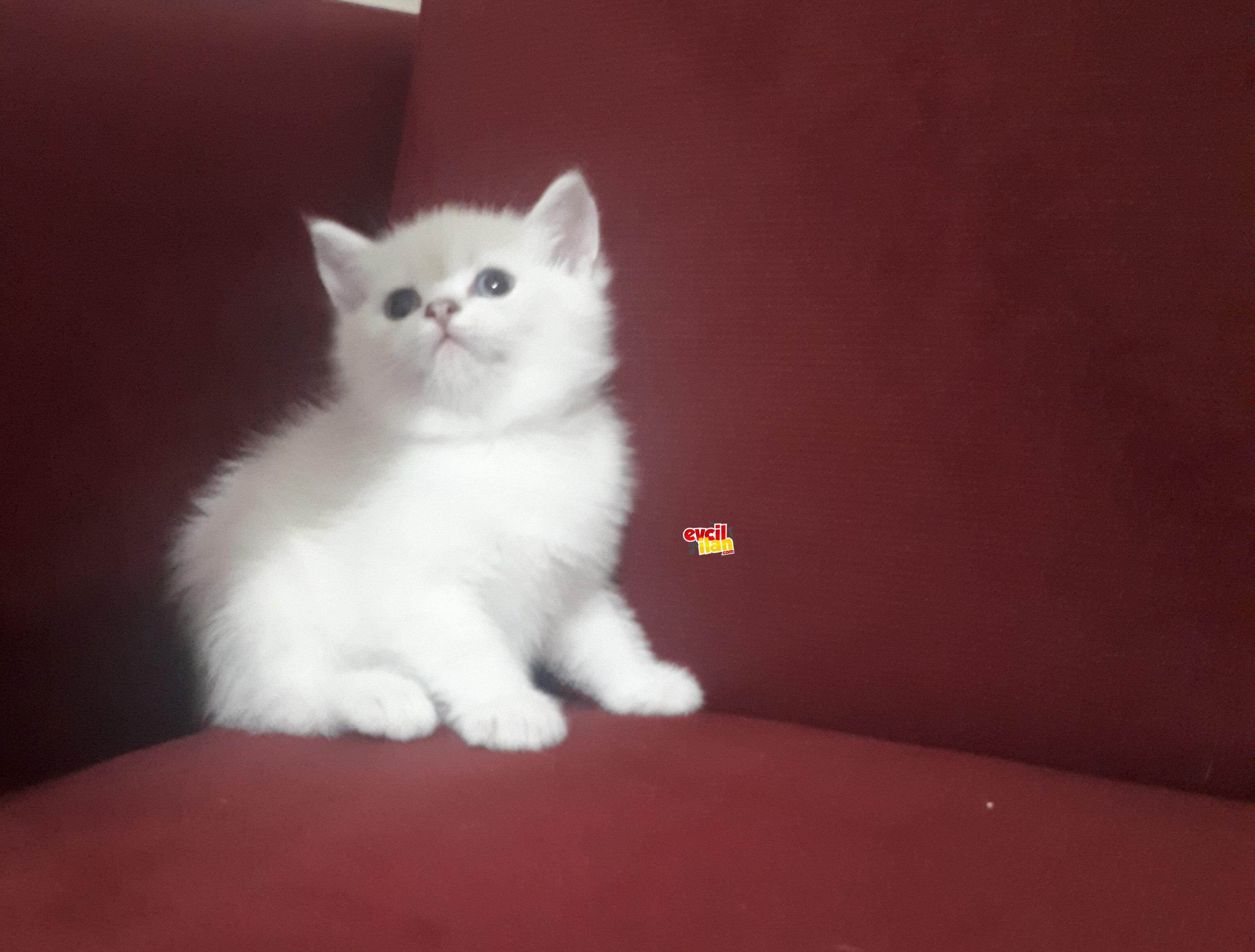 Muhtesem kardesler safkan 