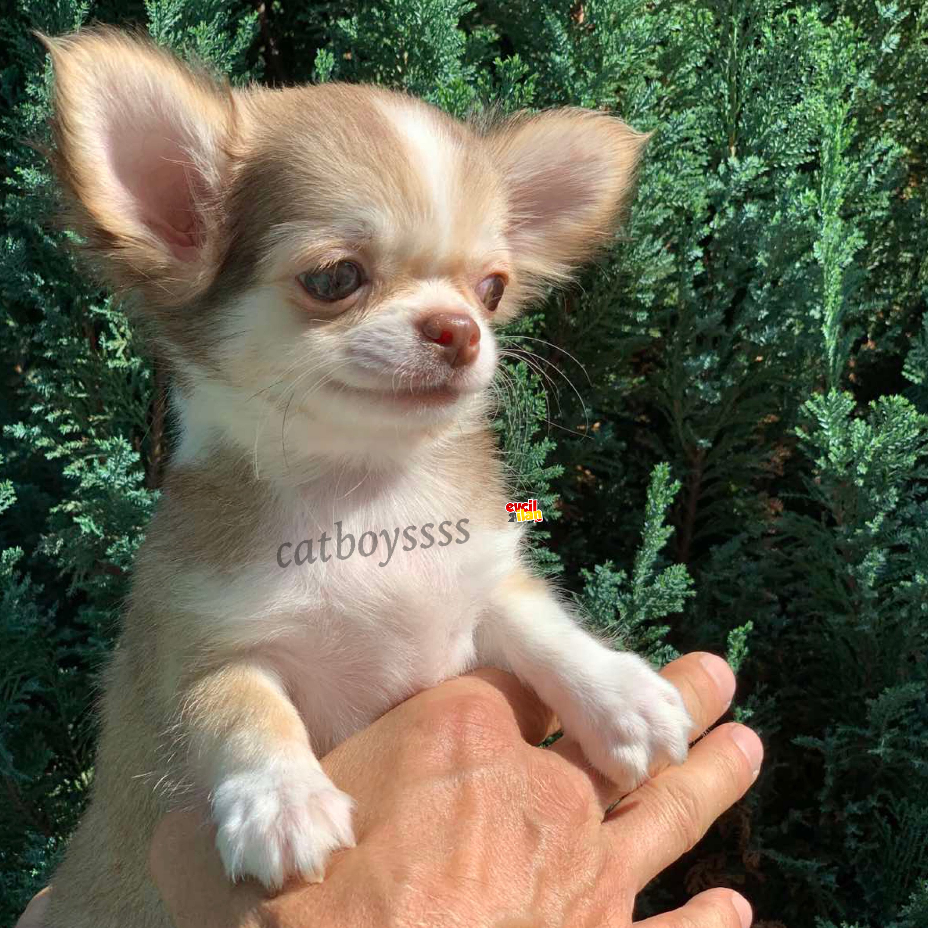 Muhteşem longhair chihuahua erkek yavrumuz