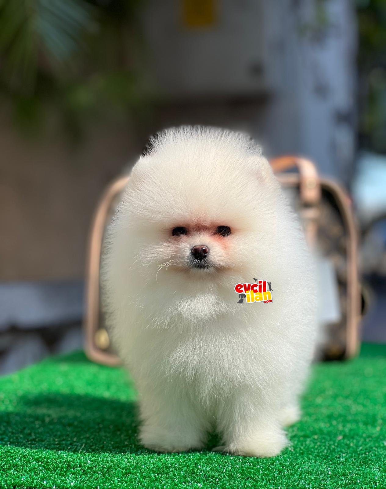 Muhteşem Pomeranian Boo erkek yavrumuz 